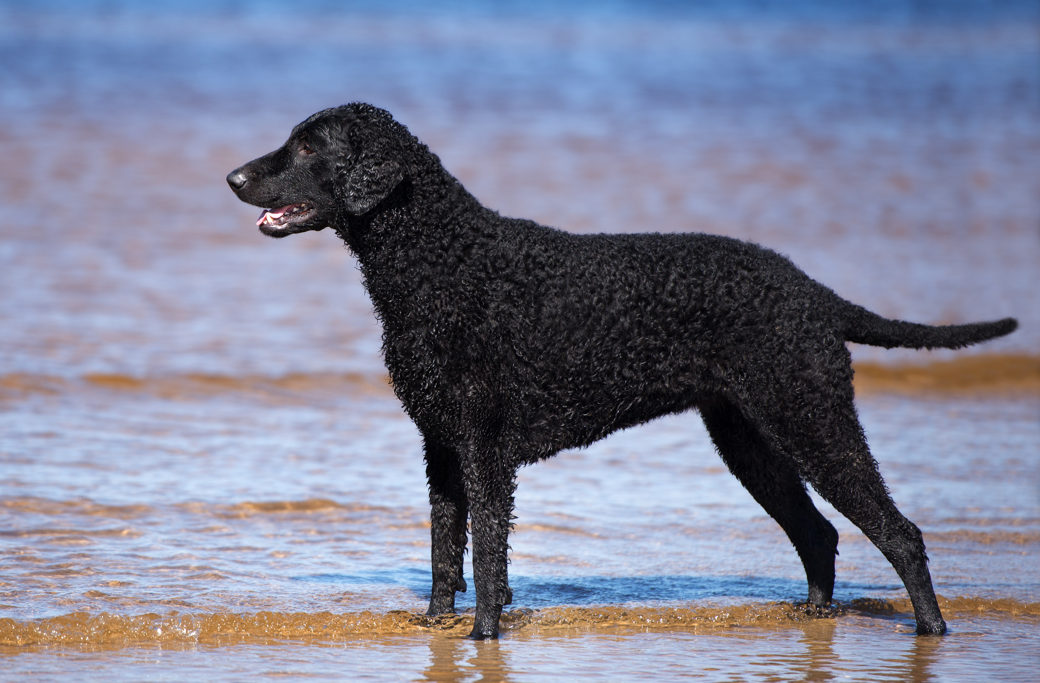 Curly-coated retriever