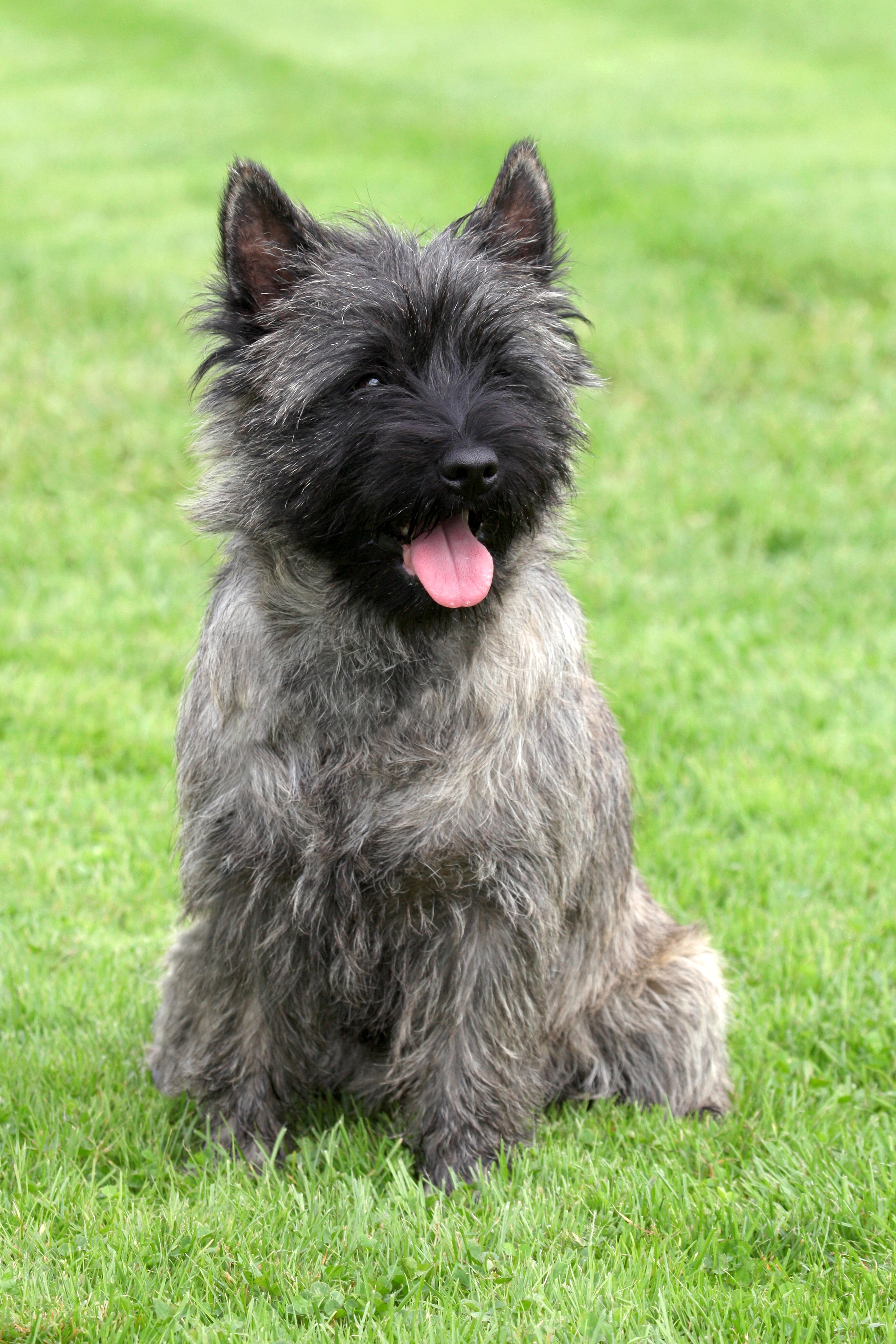 Cairn terrier