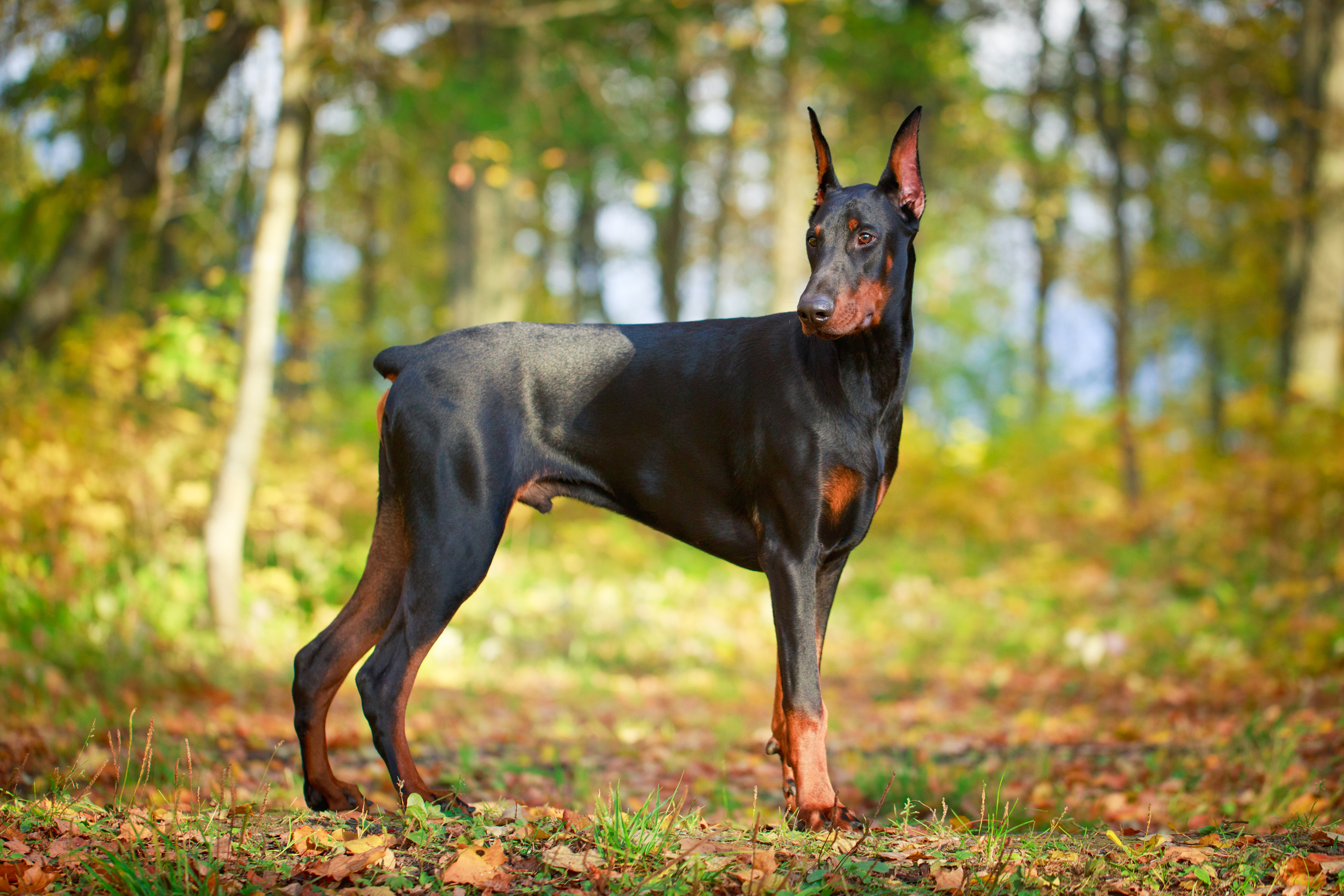 Doberman pinscher