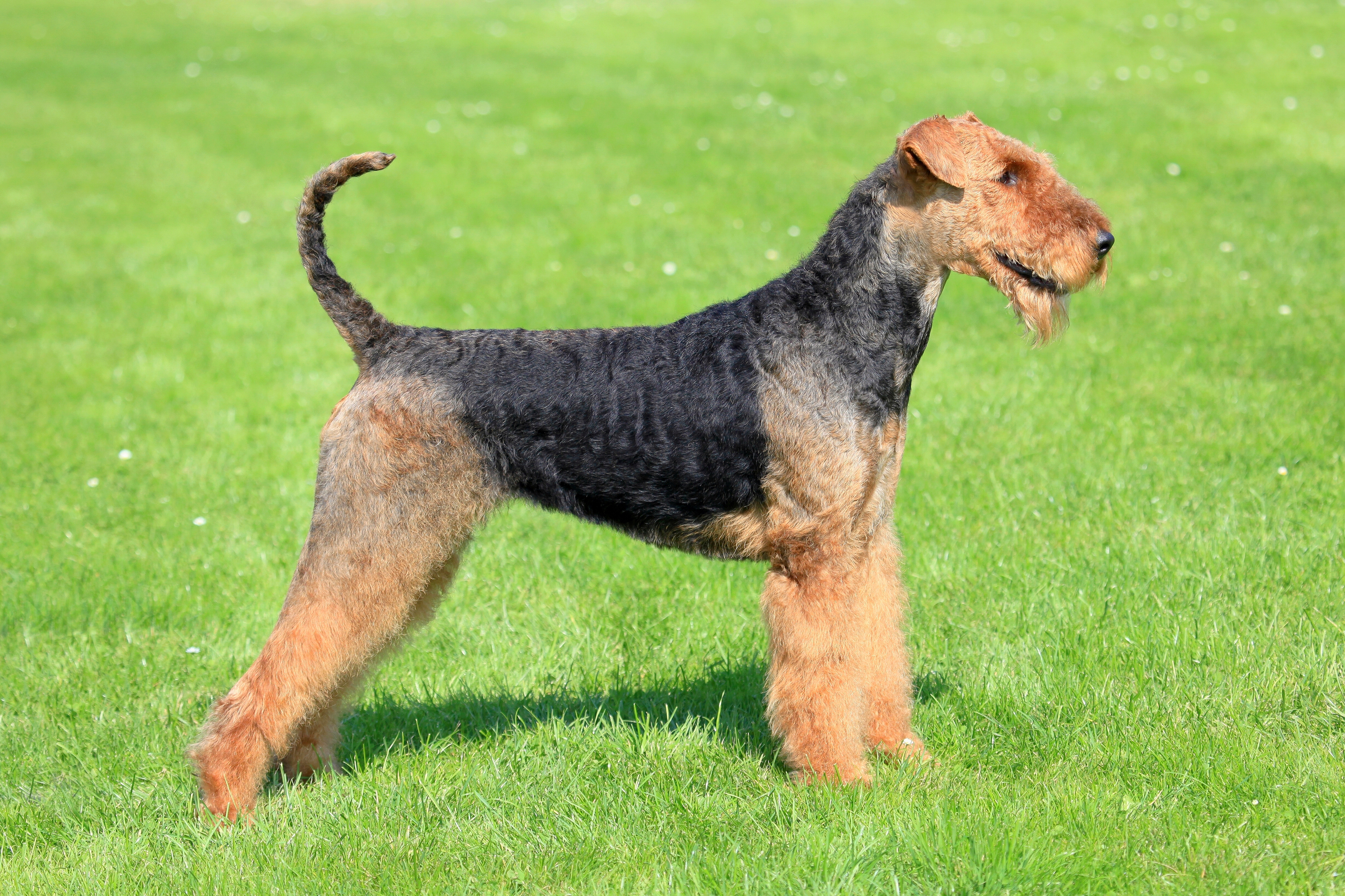 Airedale terrier