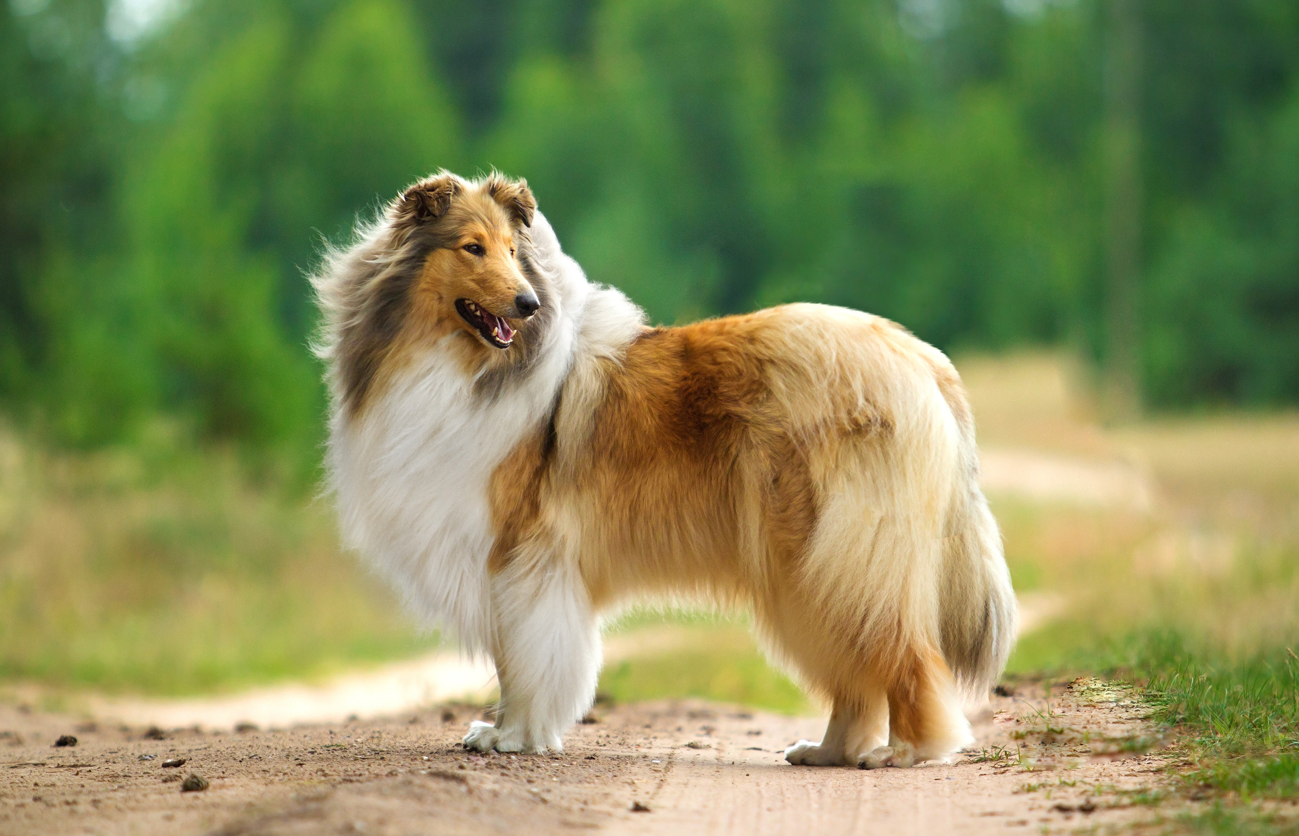 Long-haired collie