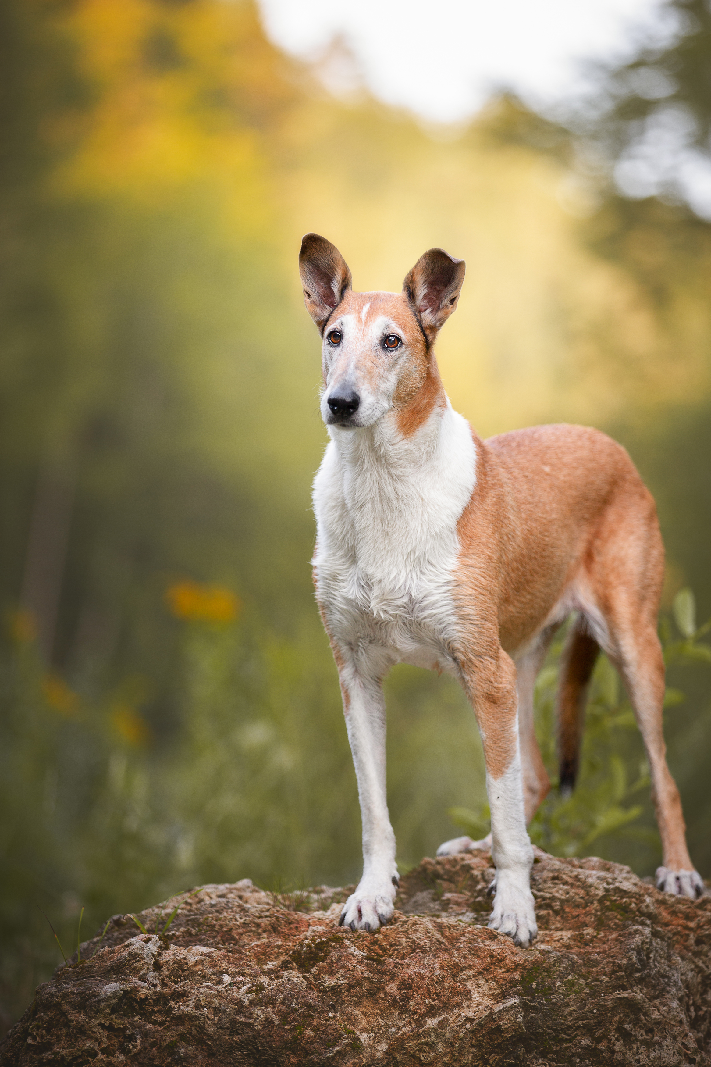 Short-haired collie