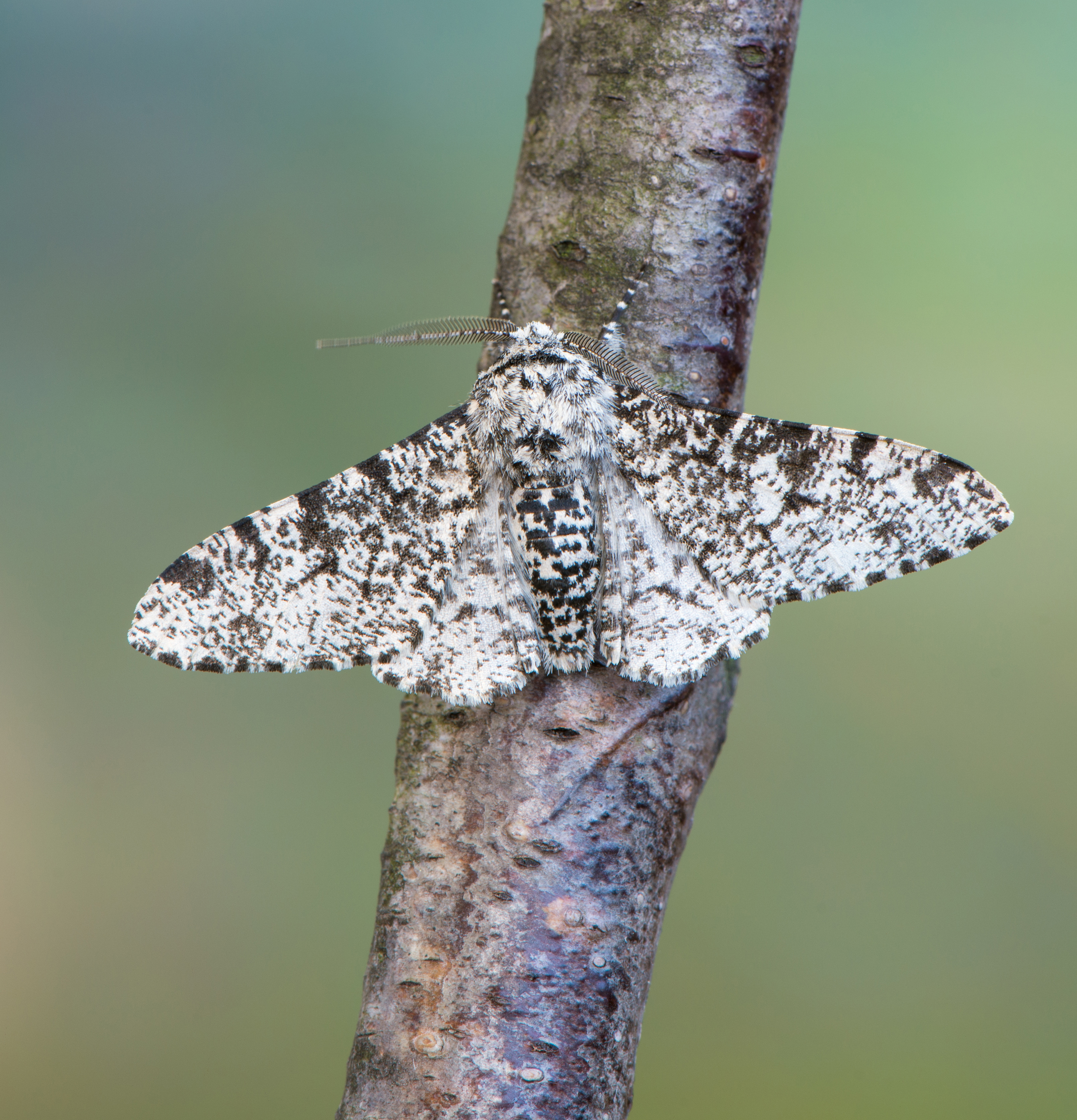 Peppered moth