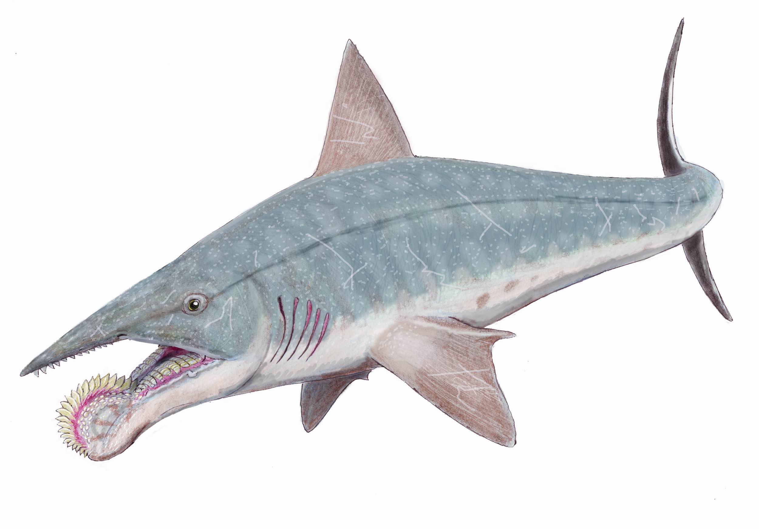 Helicoprion, a prehistoric fish