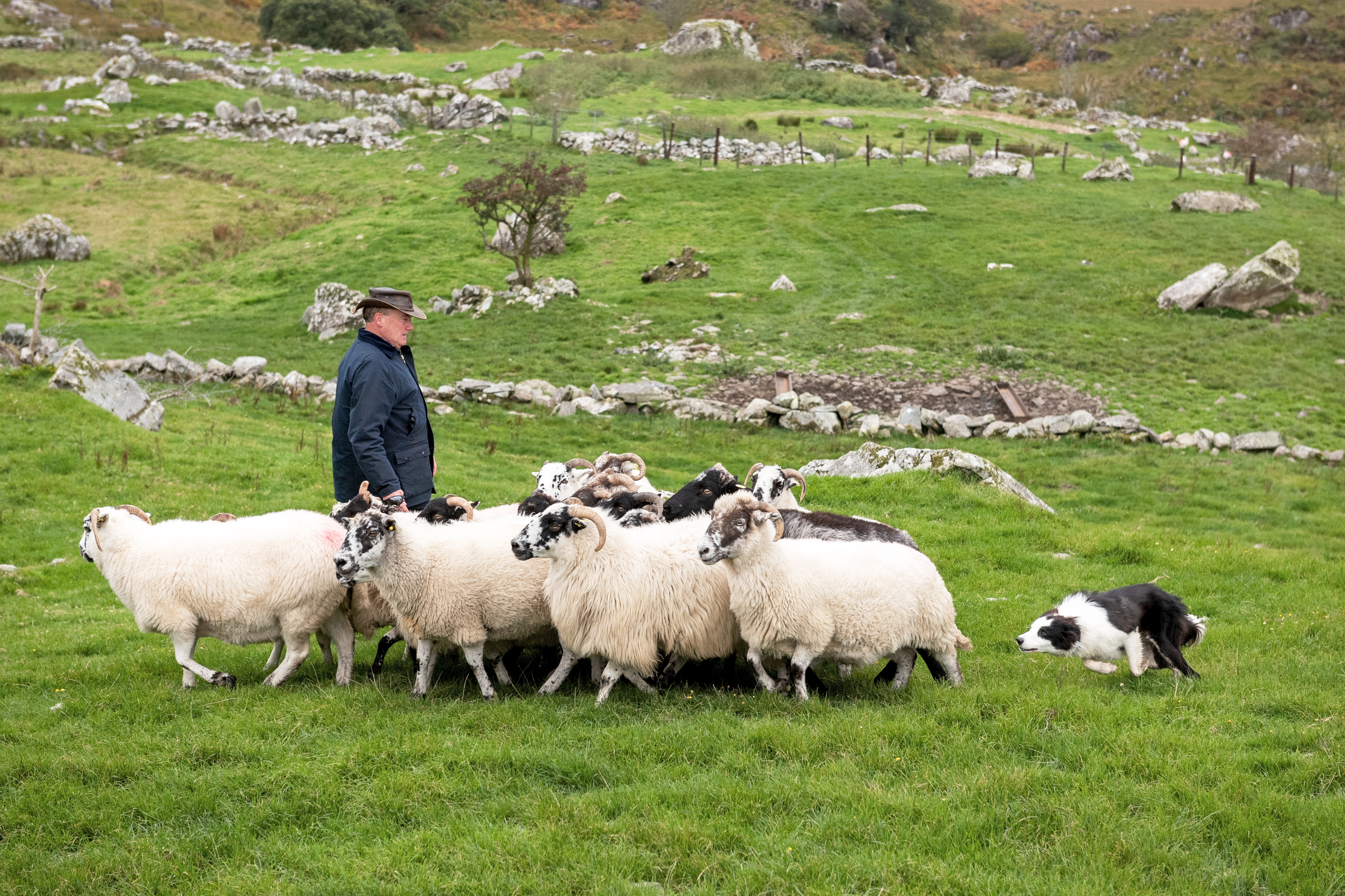 Sheep farm in Ireland's County Kerry