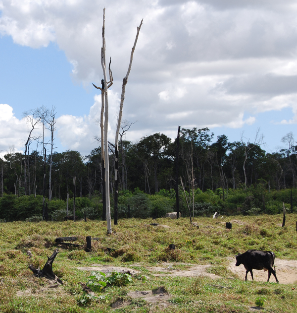 Deforestation in the Amazon rain forest