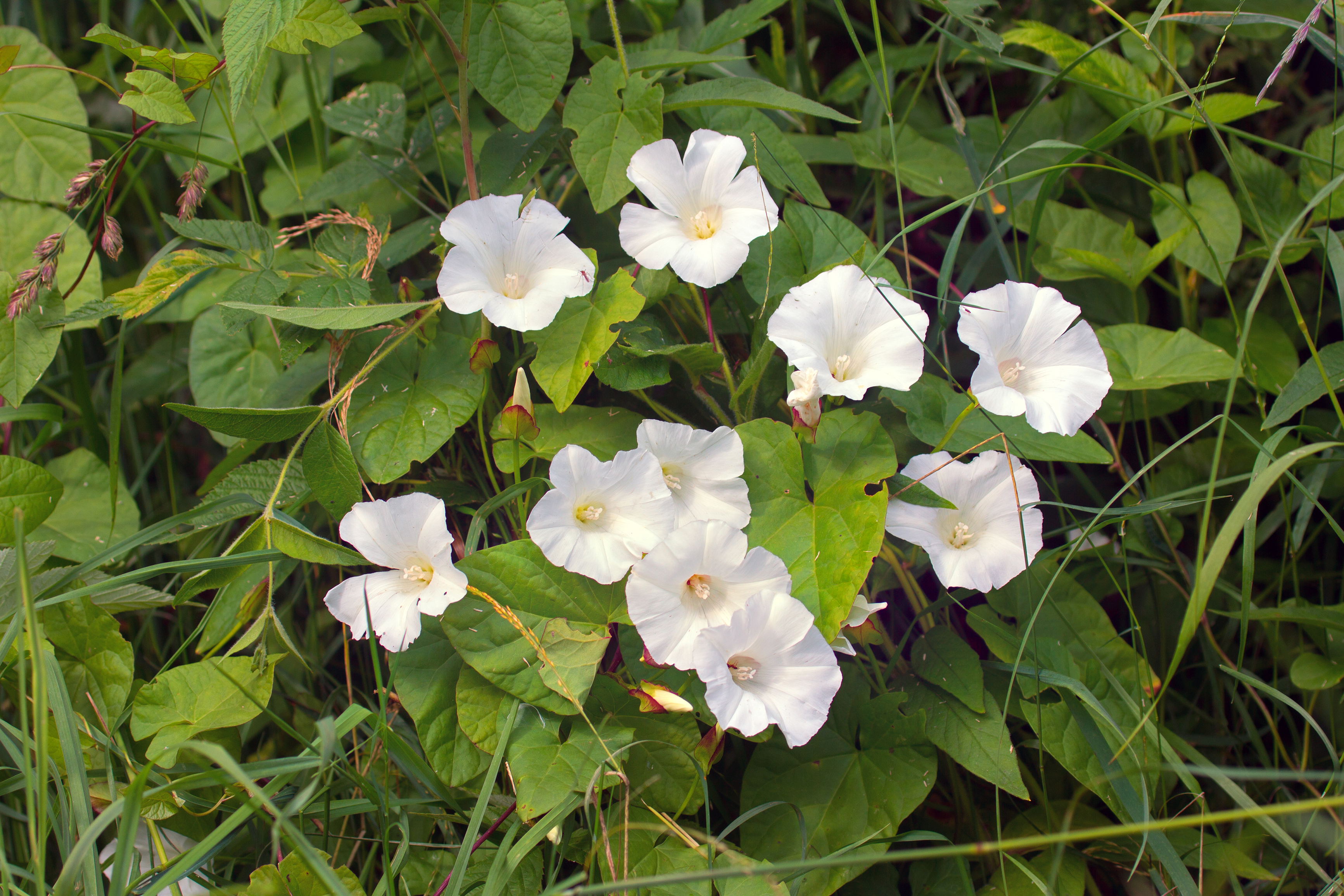 Bindweed