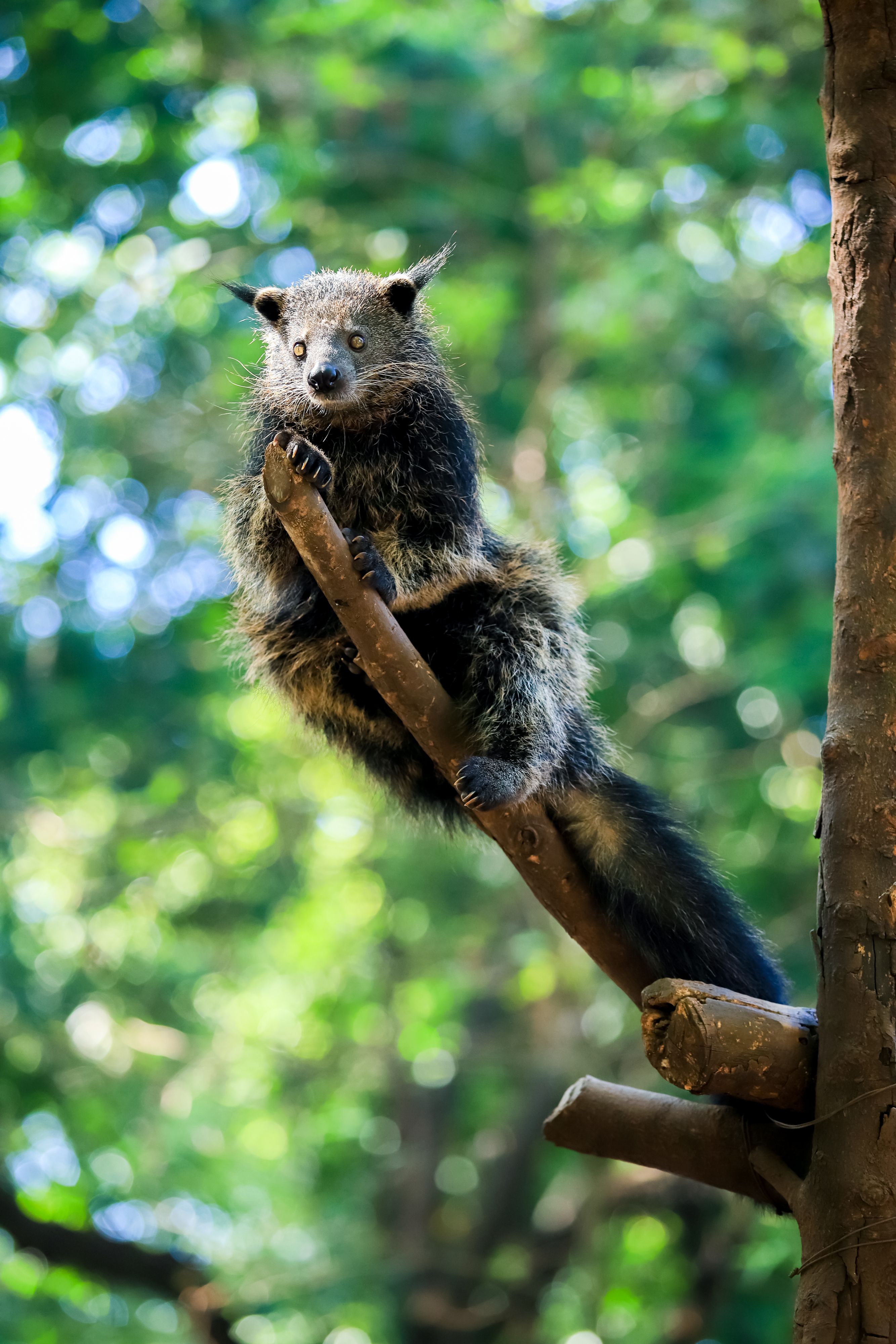 Binturong in a tree