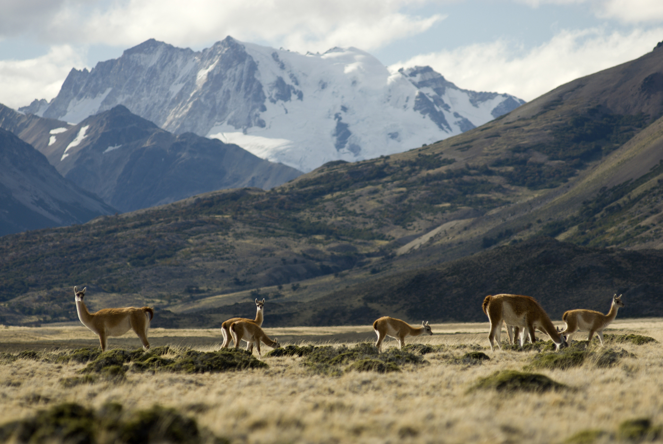 Guanacos in Perito Moreno National Park, Argentina