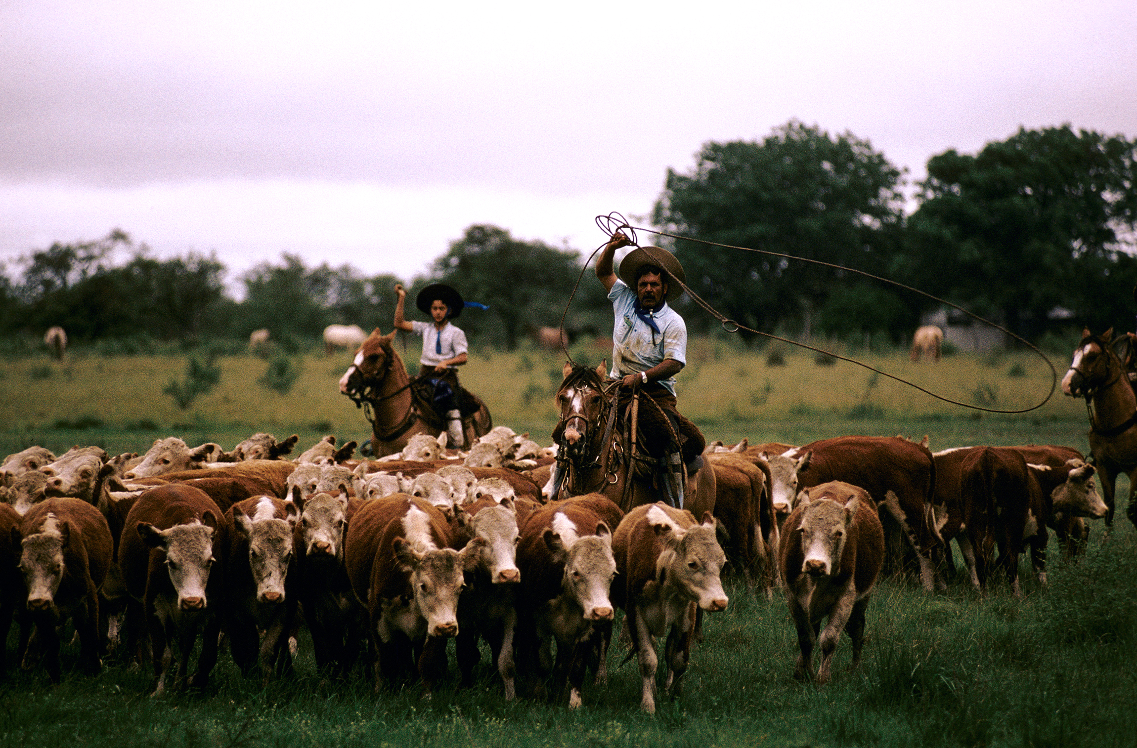 Gauchos herd cattle in Corrientes province, Argentina