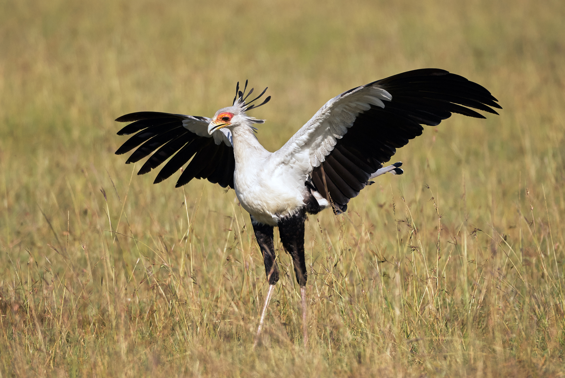 Secretarybird of Africa