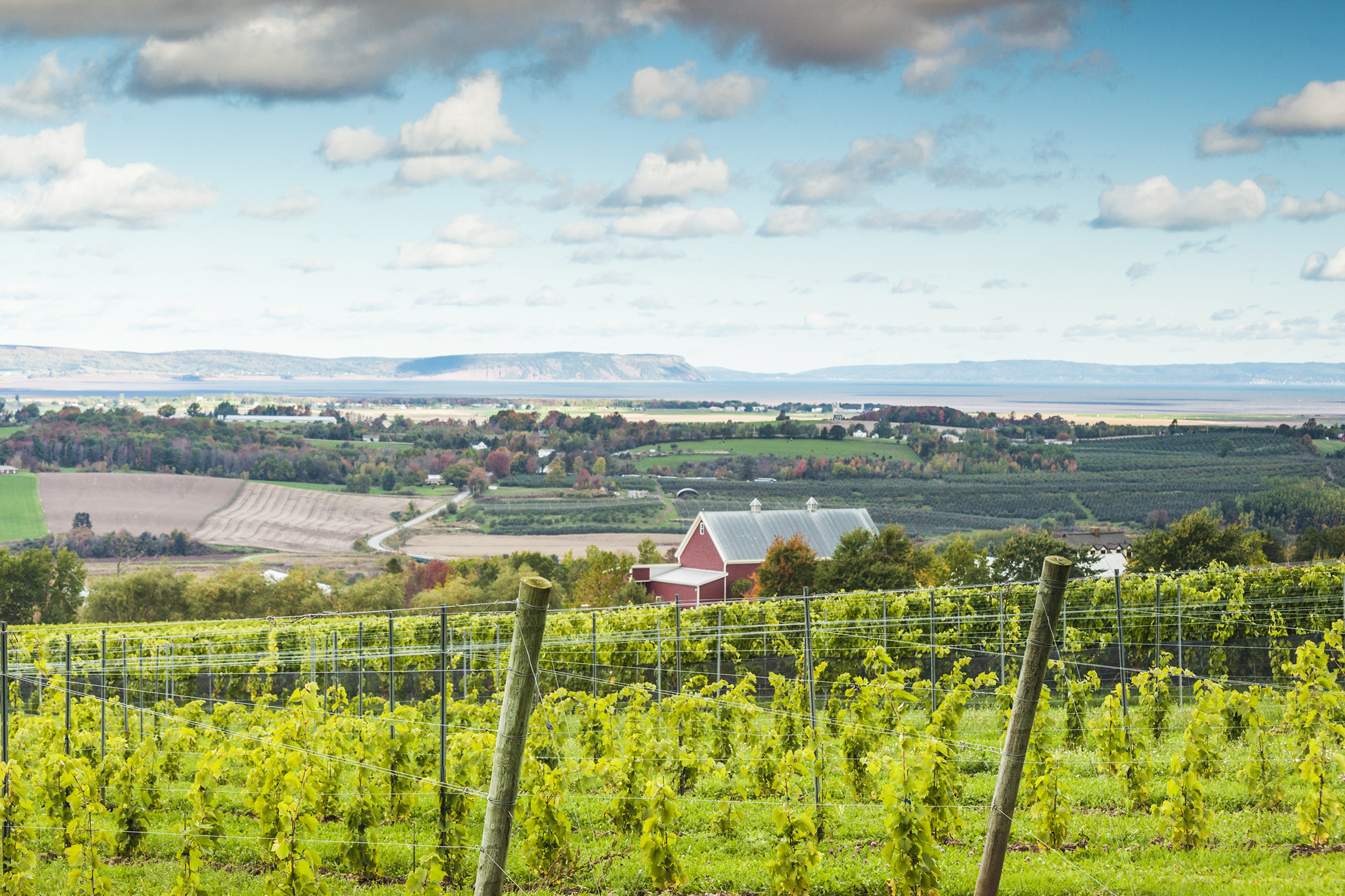 A vineyard in the Annapolis Valley of Nova Scotia, Canada