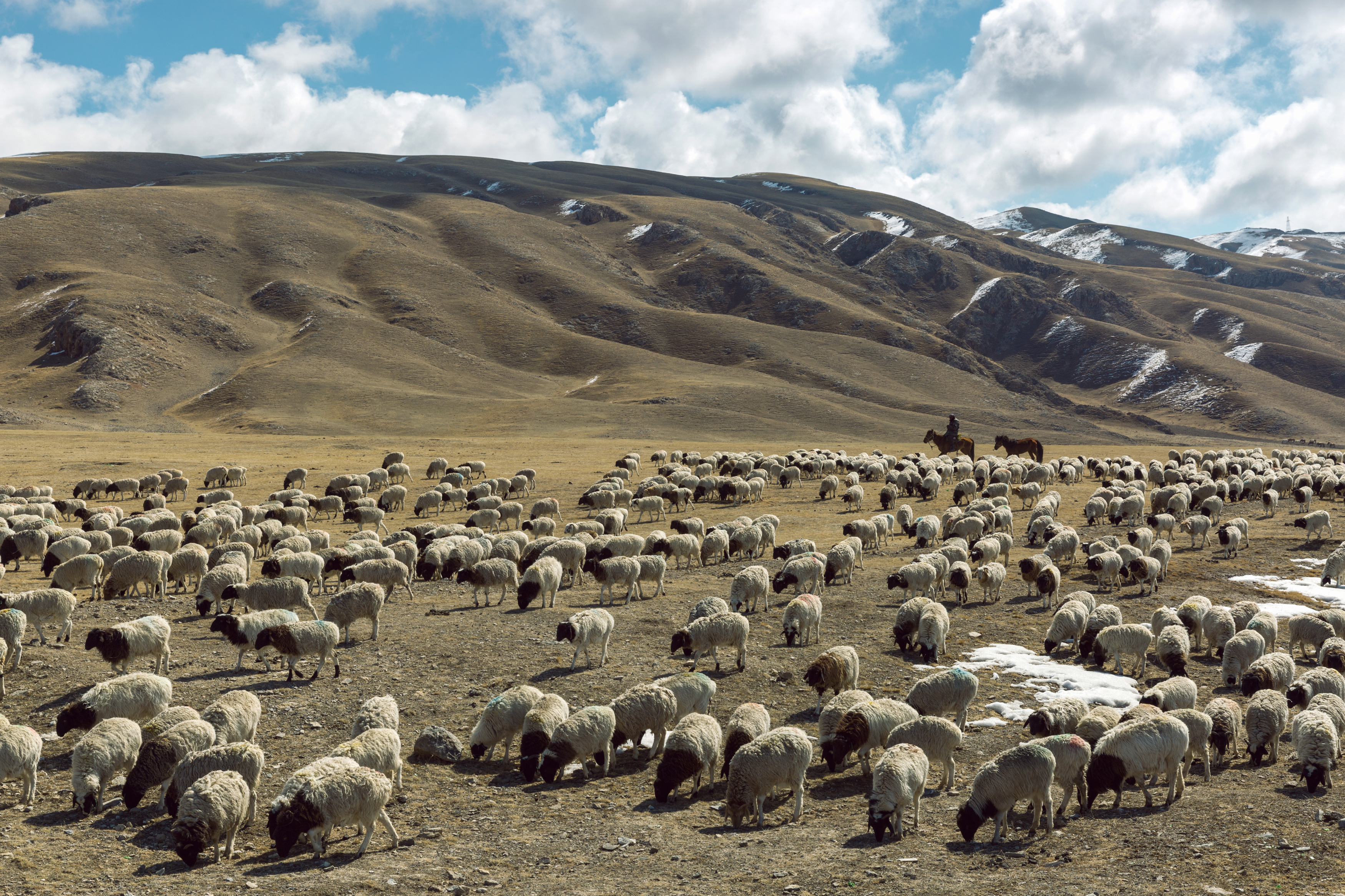 Vast grasslands in western China 