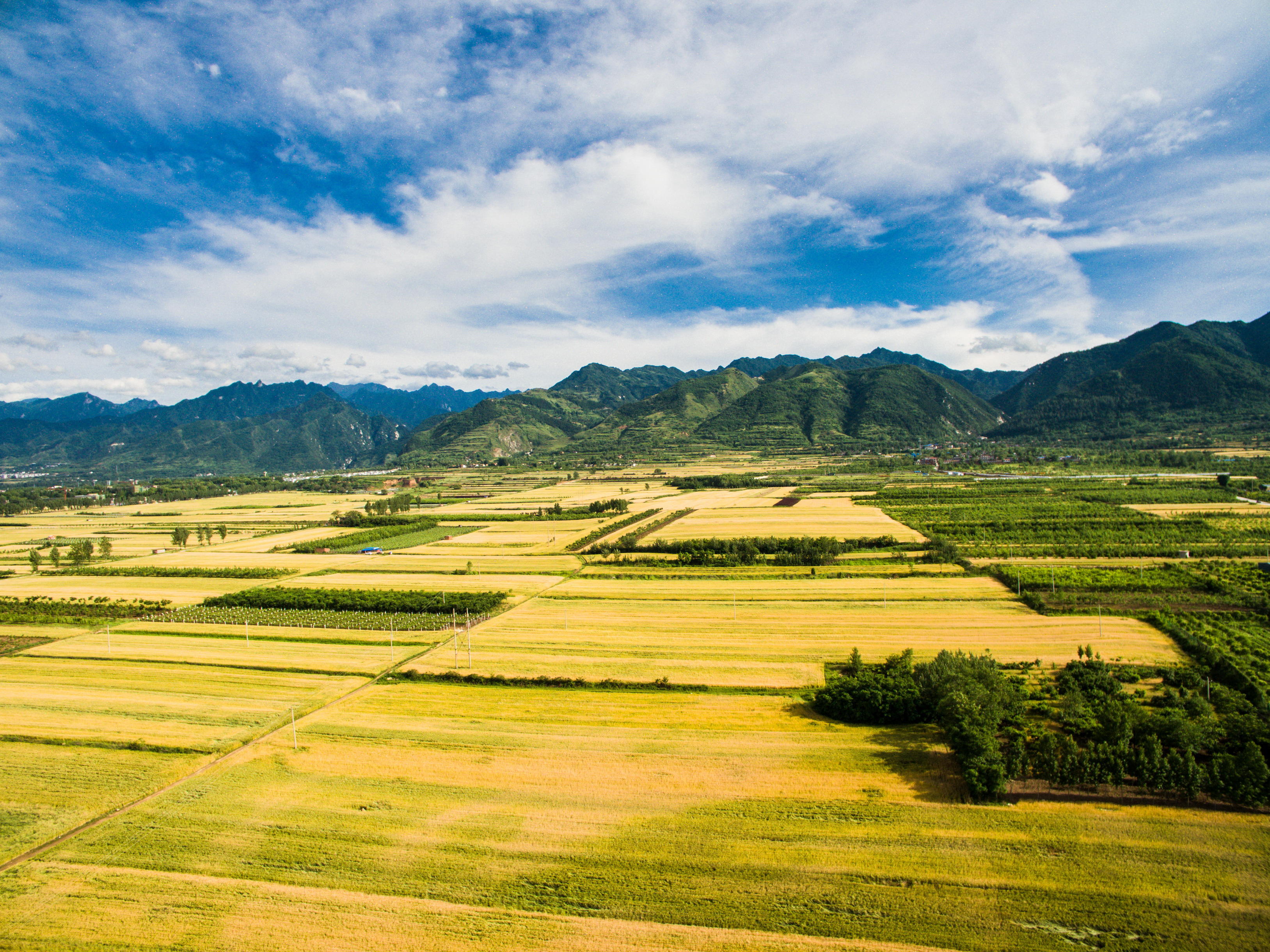 Wheat fields in eastern China