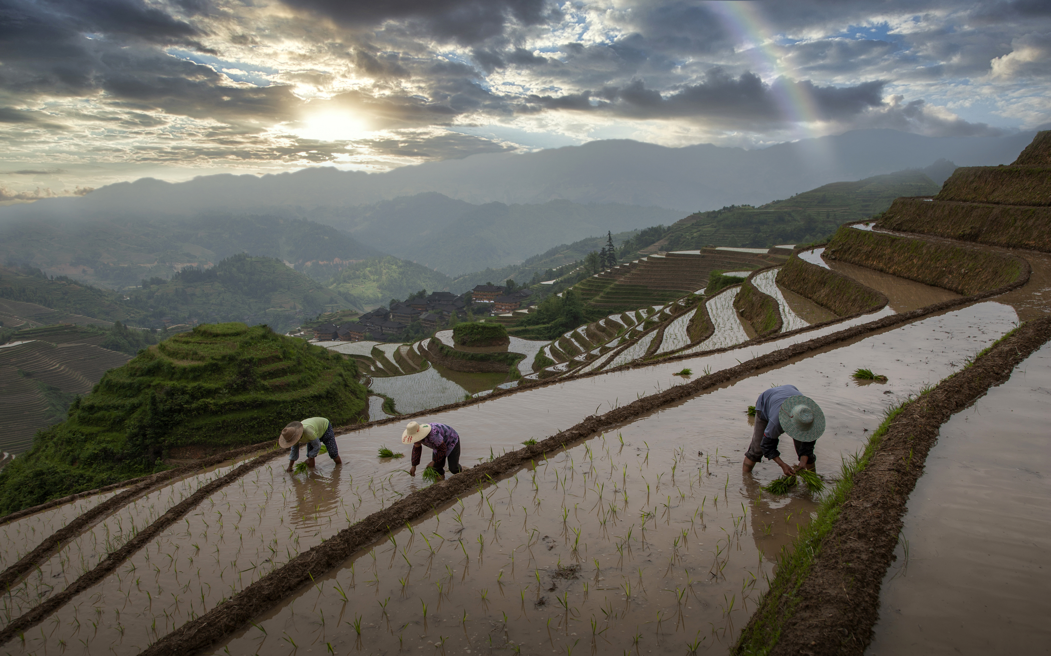 Terraced rice fields in China