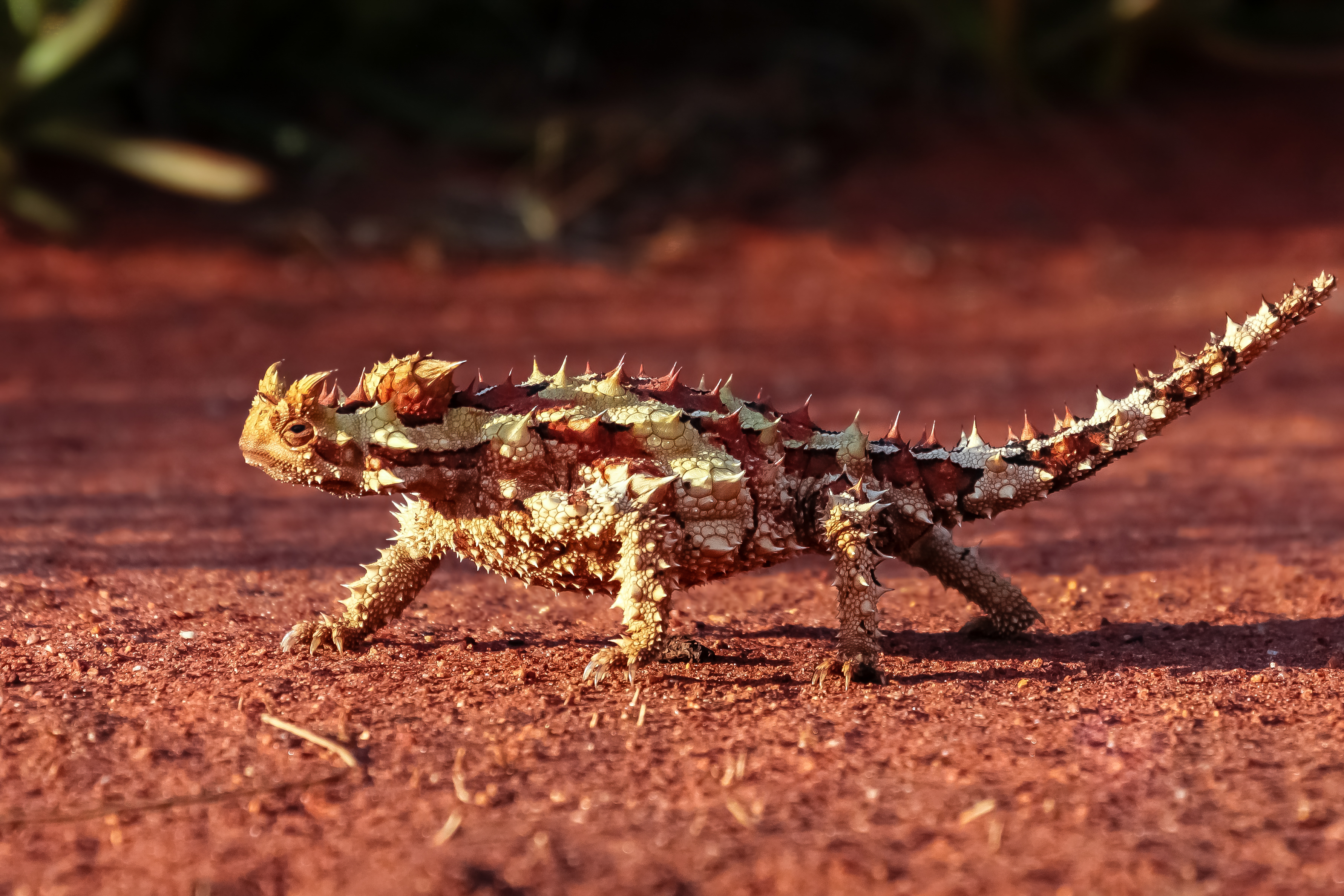 Thorny devil