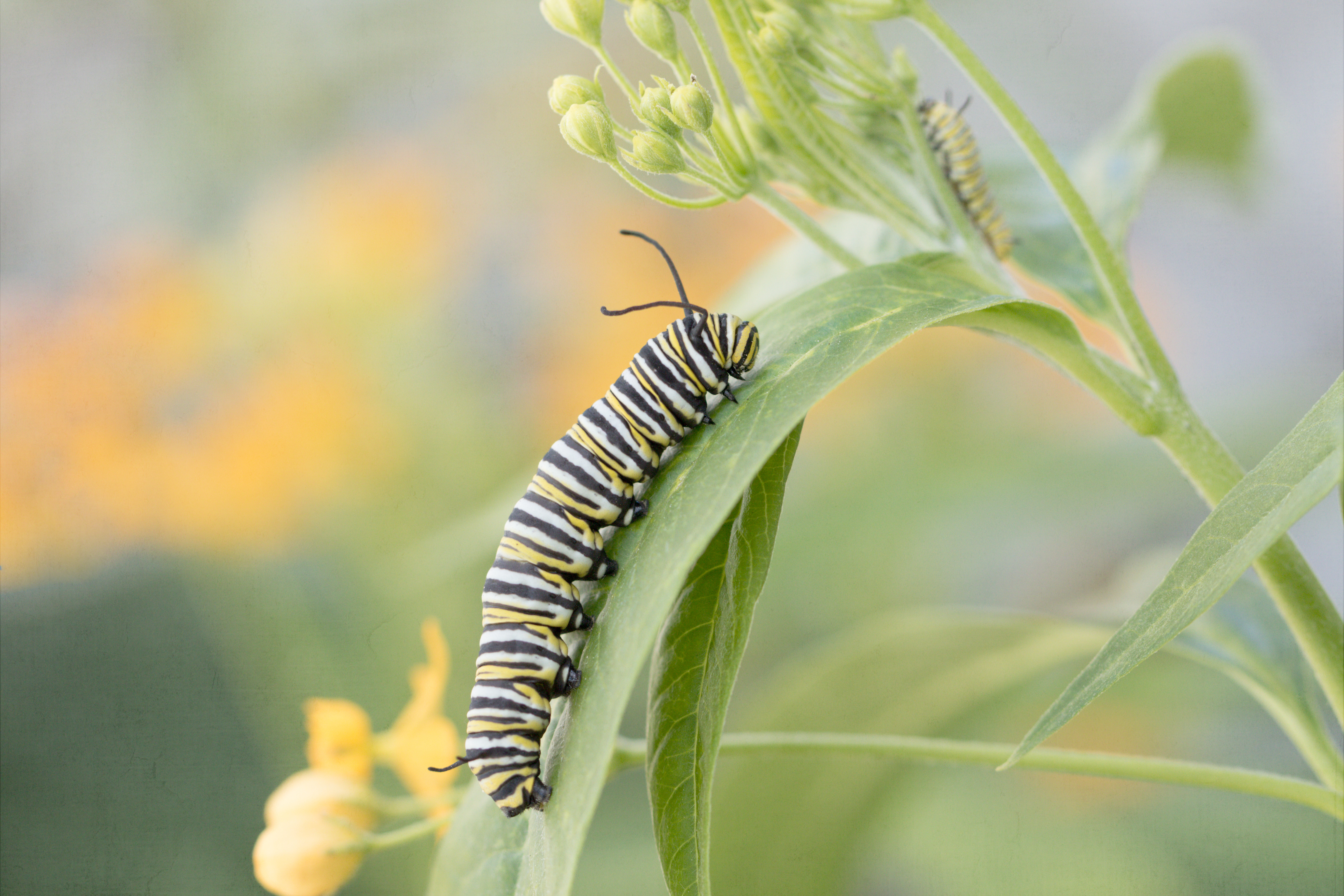 Caterpillar of the monarch butterfly