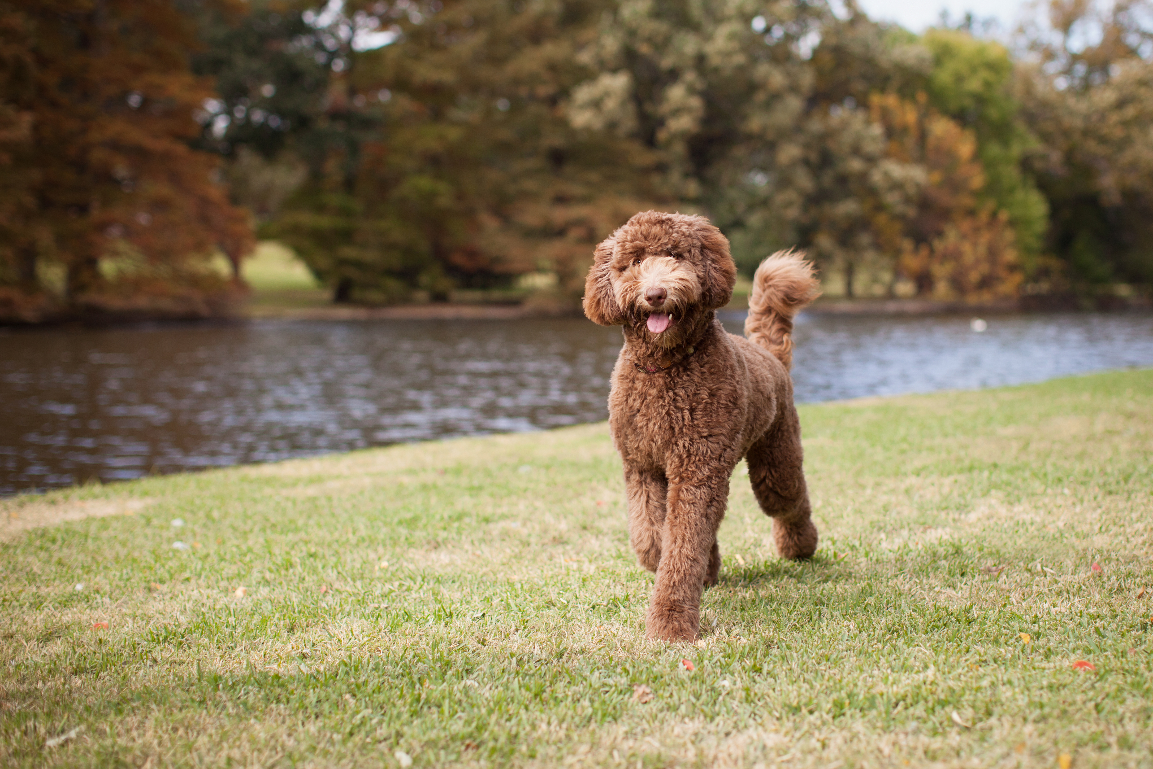 Labradoodle mixed-breed dog