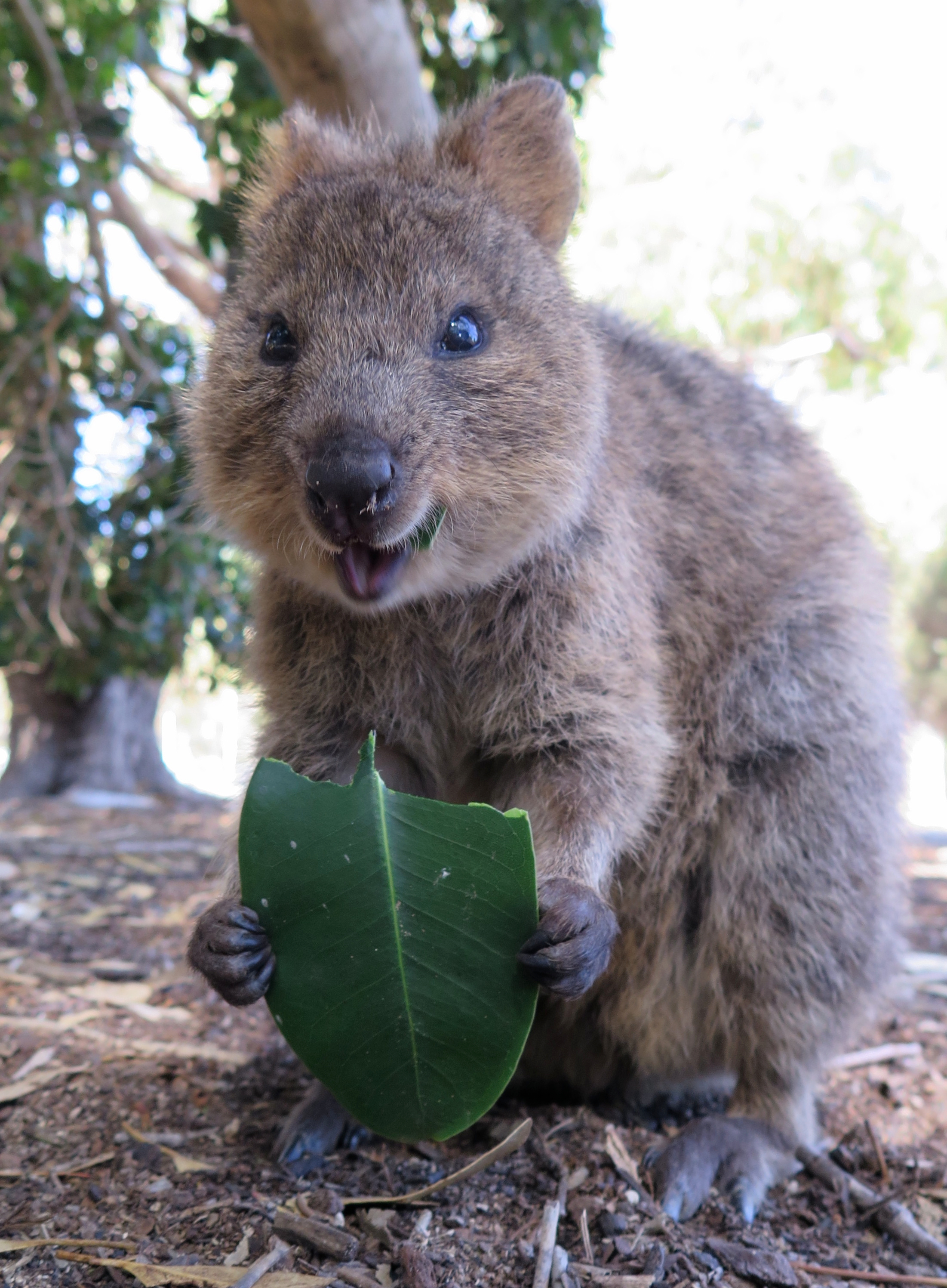 Quokka eating a leaf