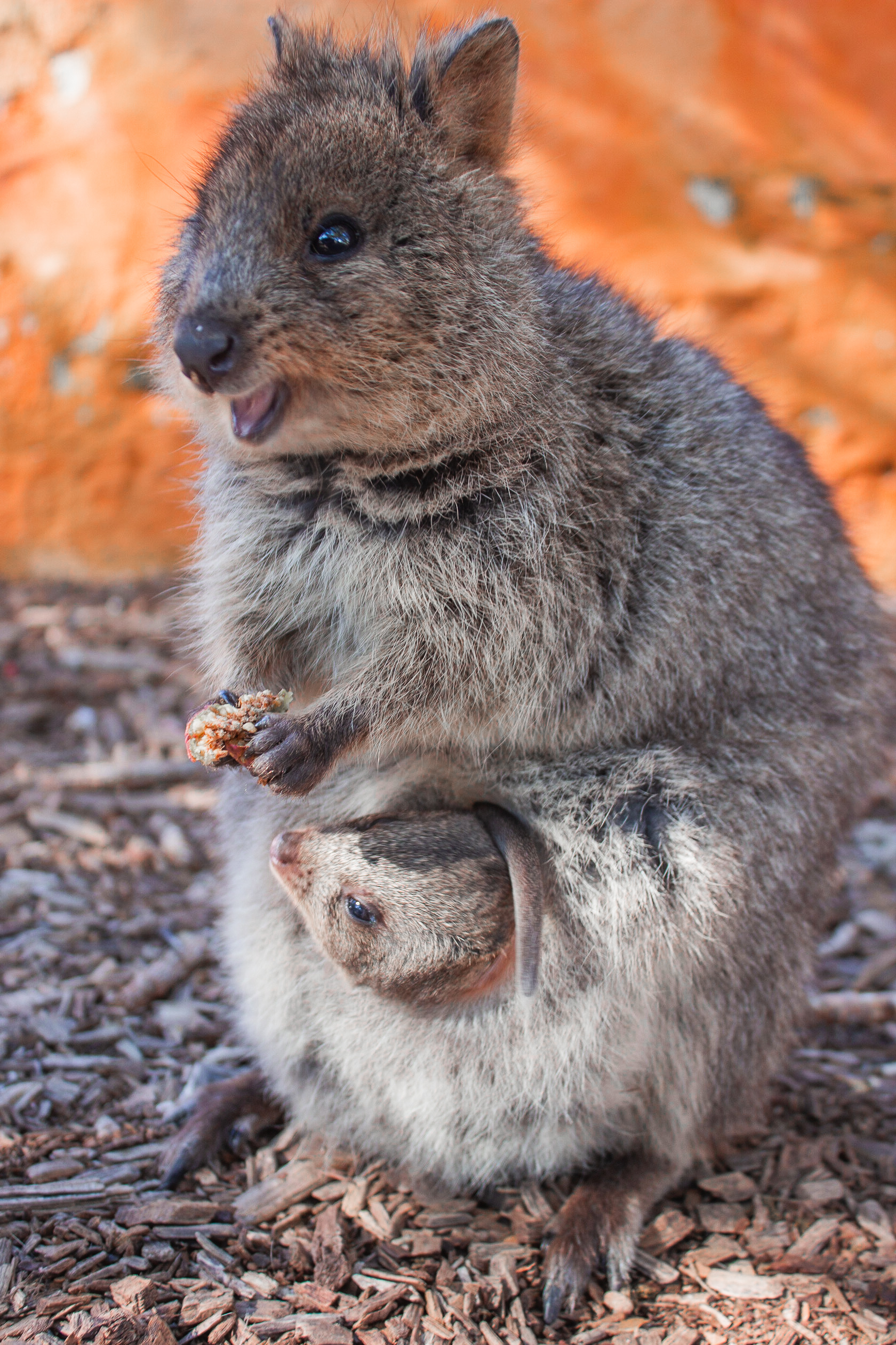 Female quokka with joey