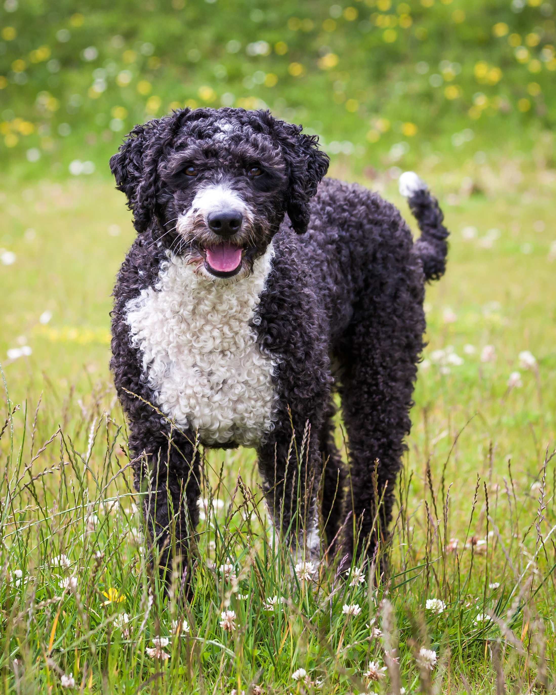 Spanish water dog