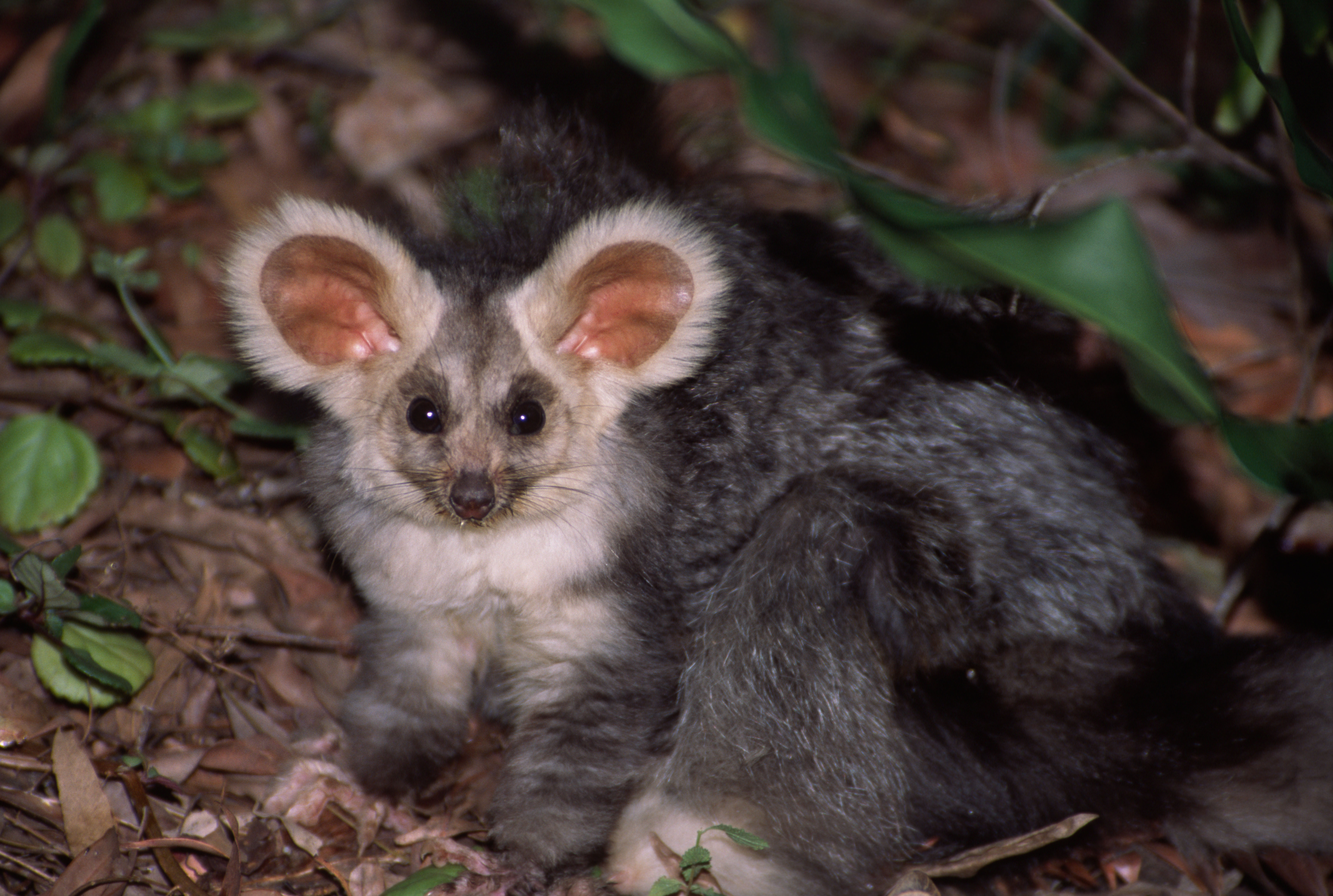 Greater glider