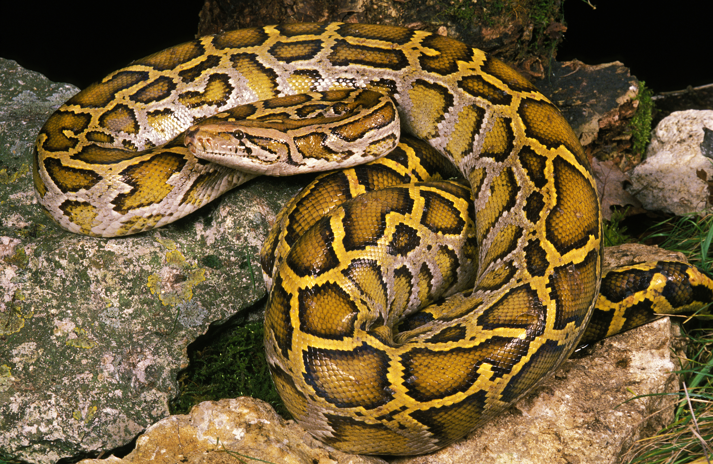 Indian python