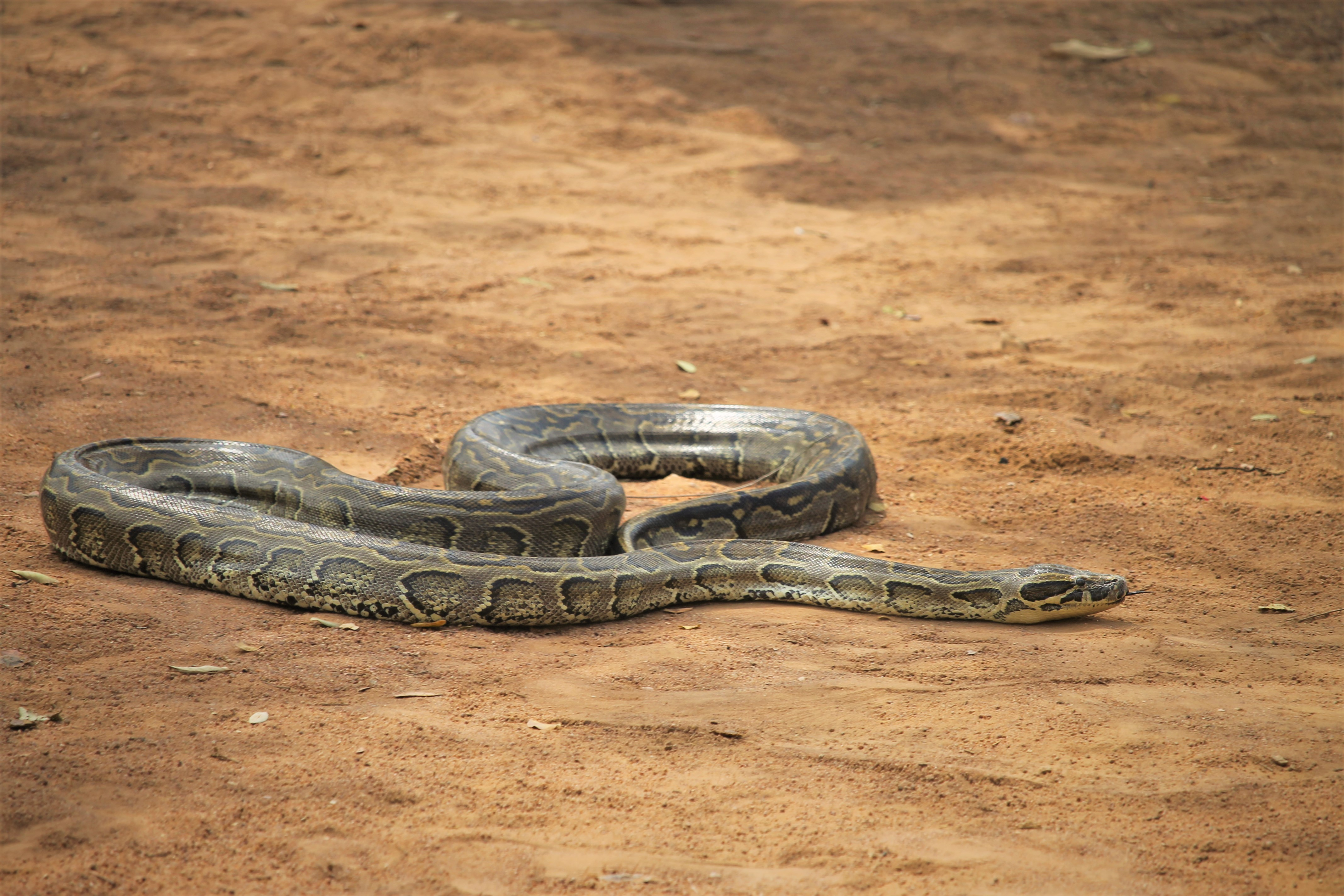 African rock python