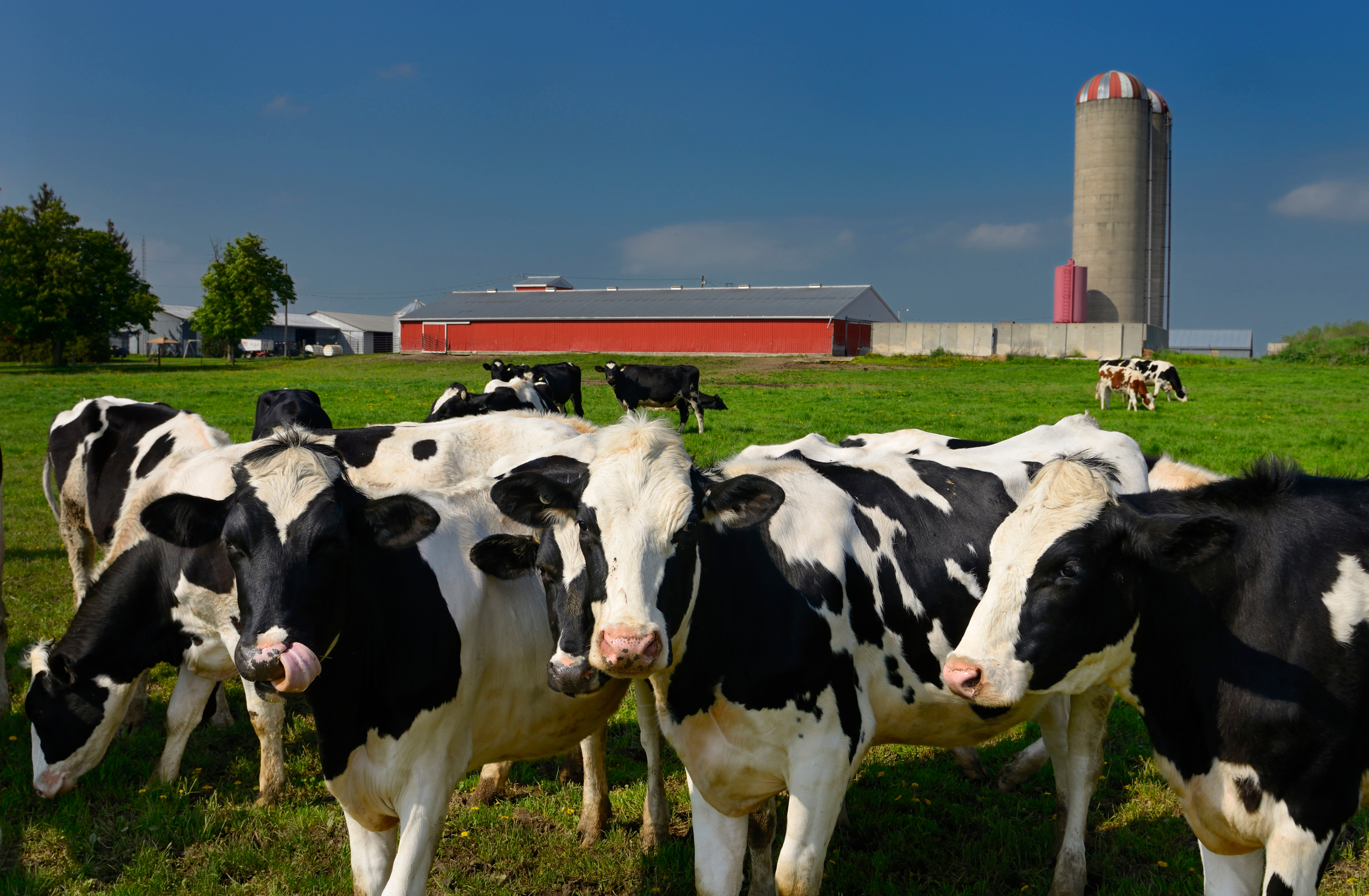 Dairy farming in Ontario, Canada