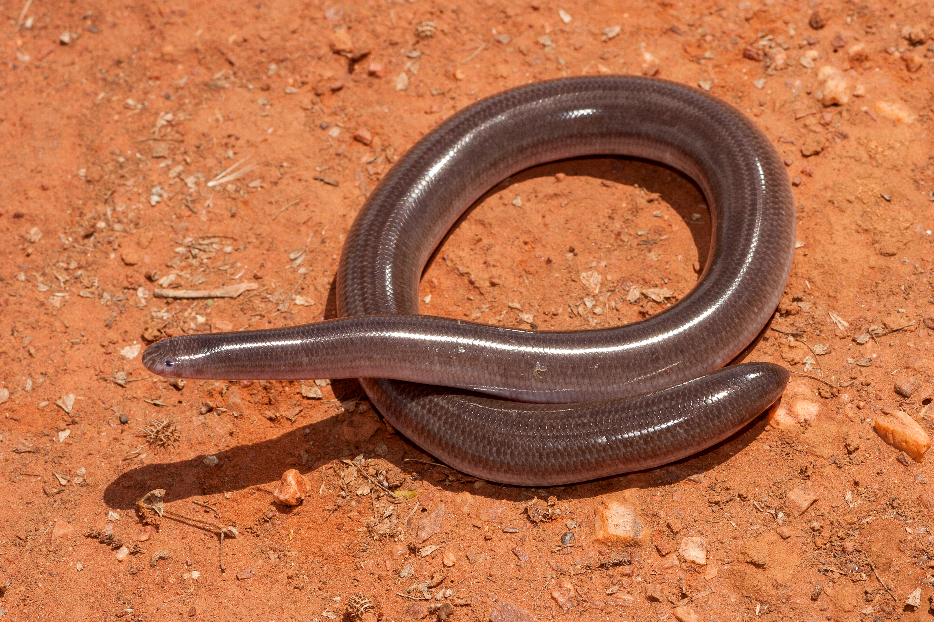 Blind snake