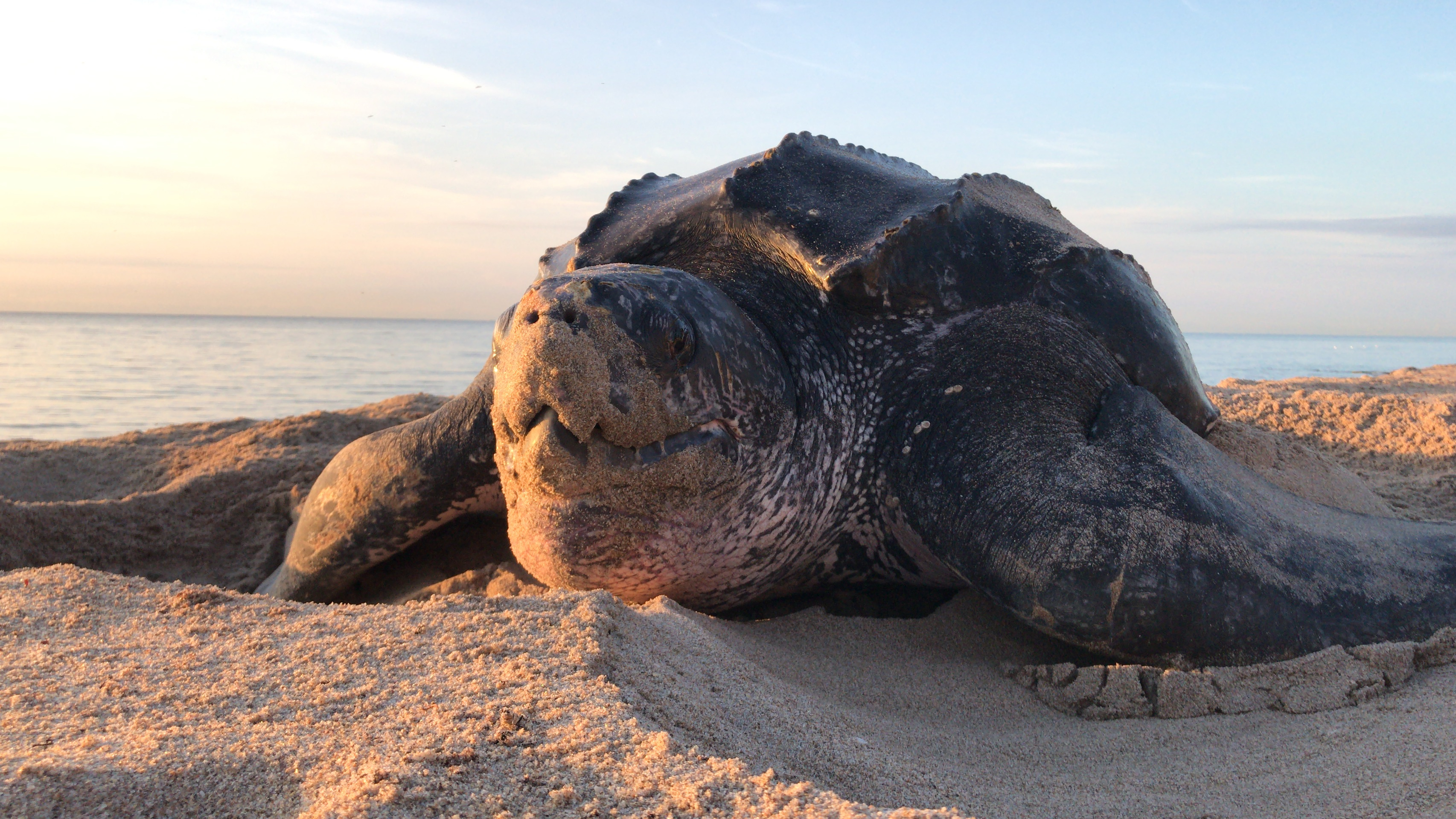 Leatherback turtle on the beach