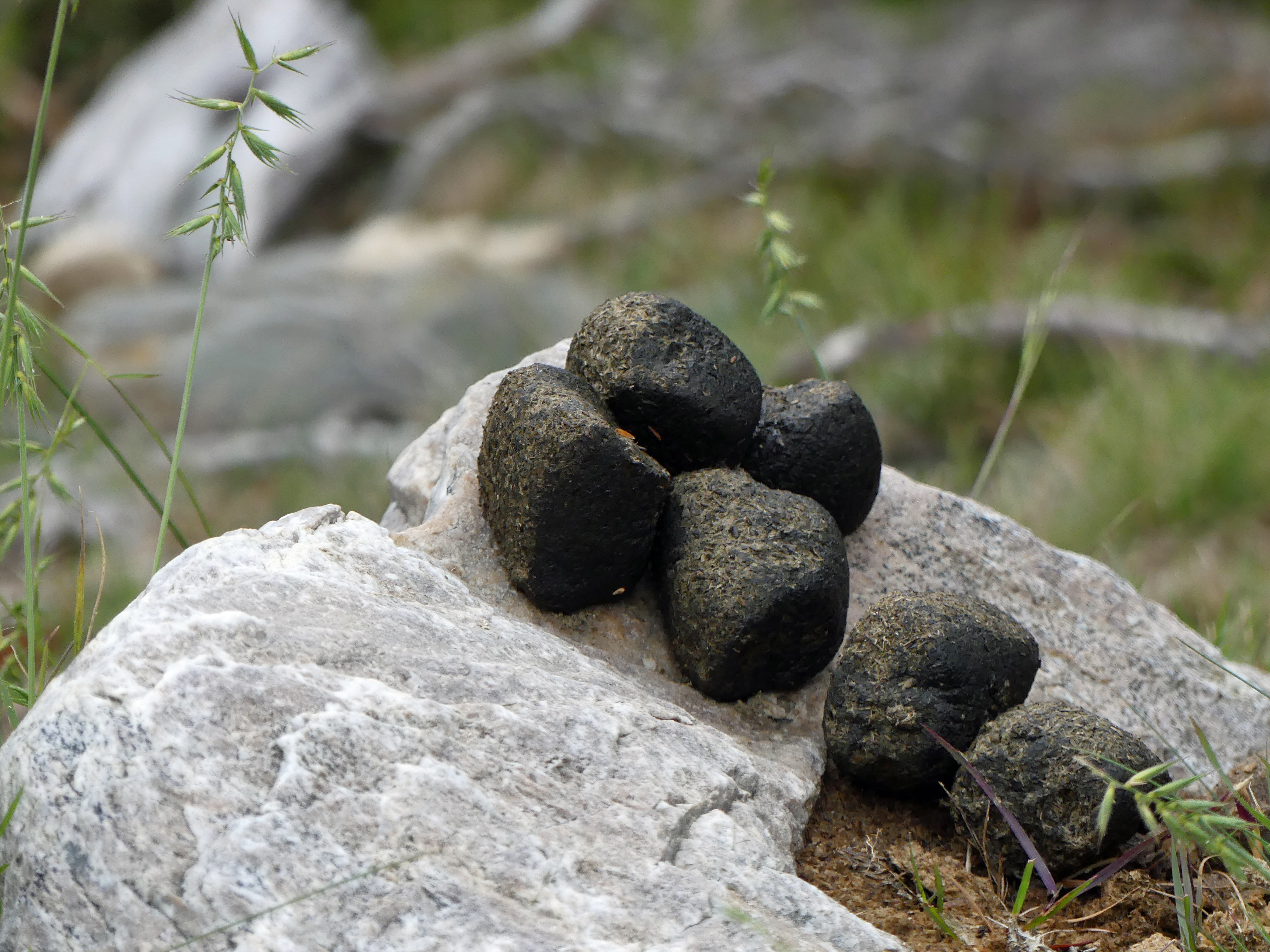 Wombat scat