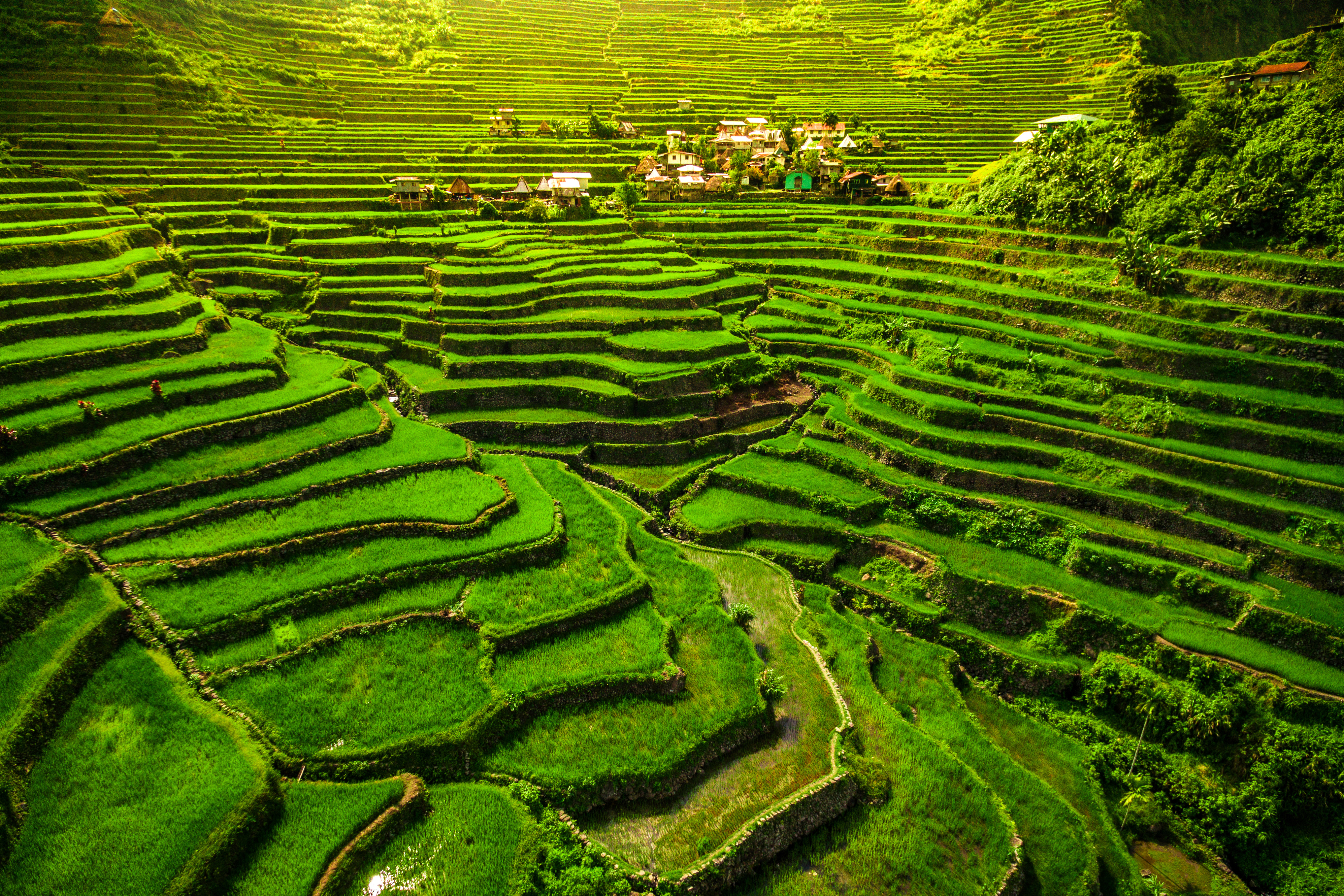 Banaue Rice Terraces