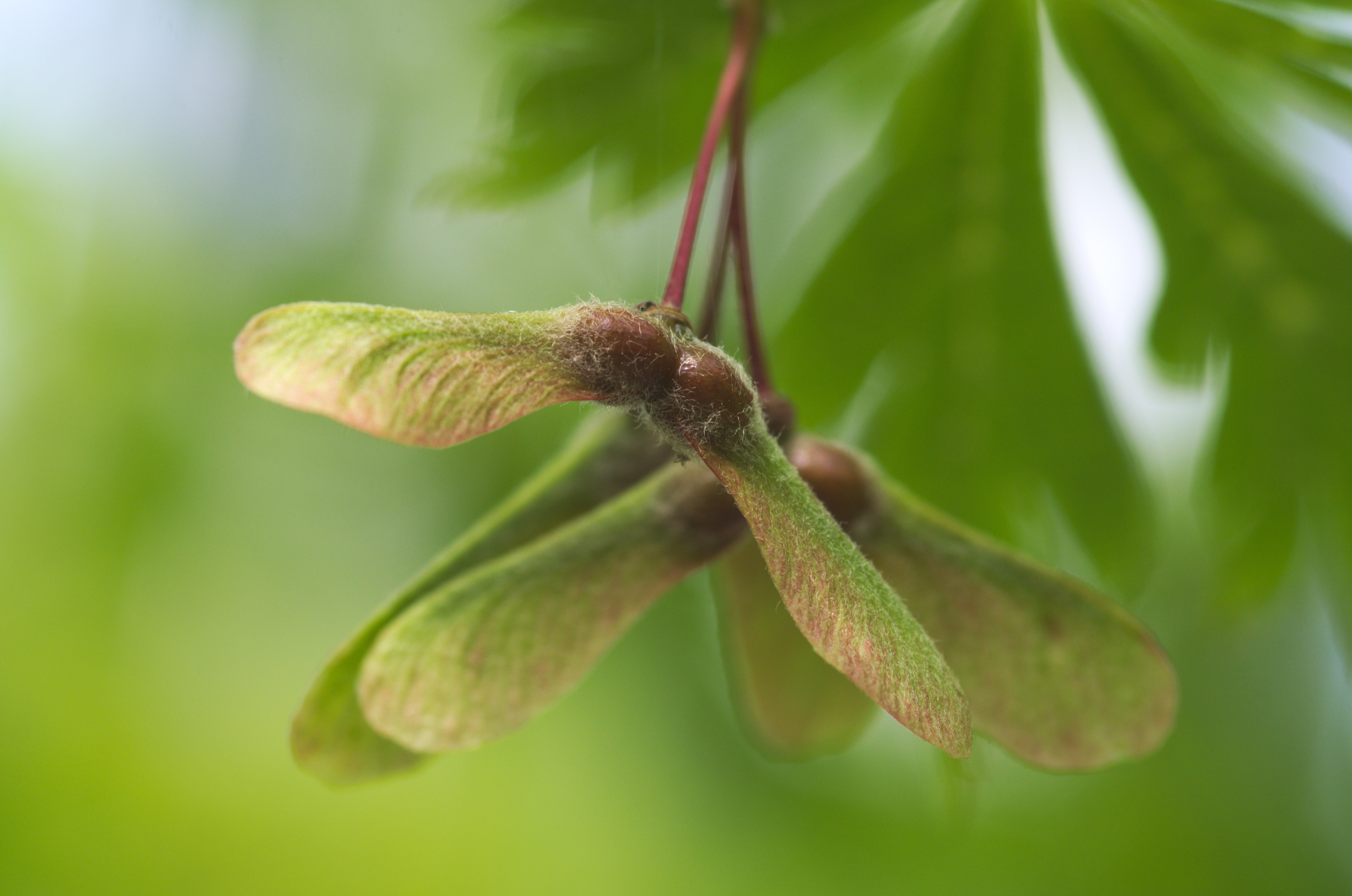 Maple seeds