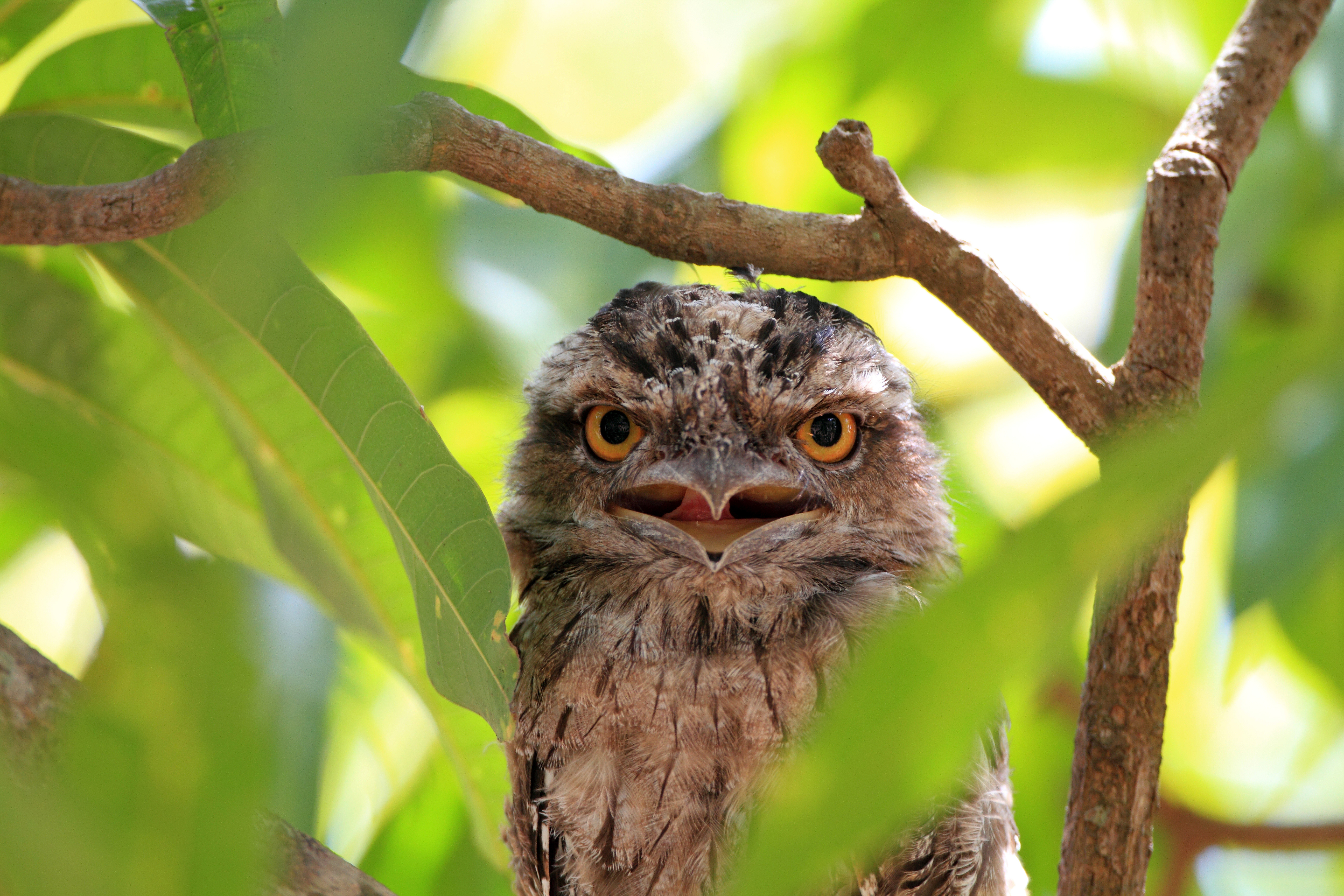 Tawny frogmouth