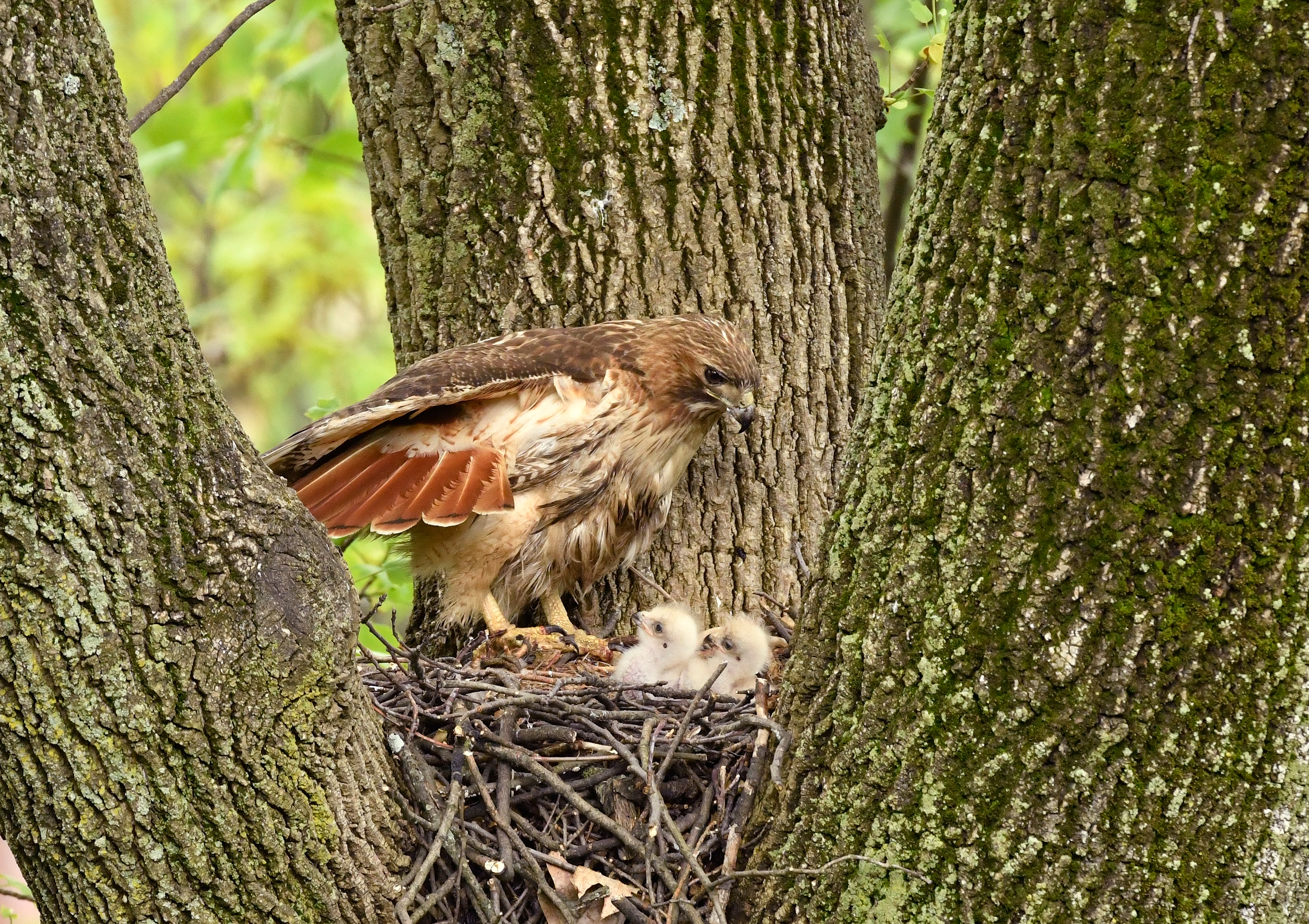 Red-tailed hawk with chicks