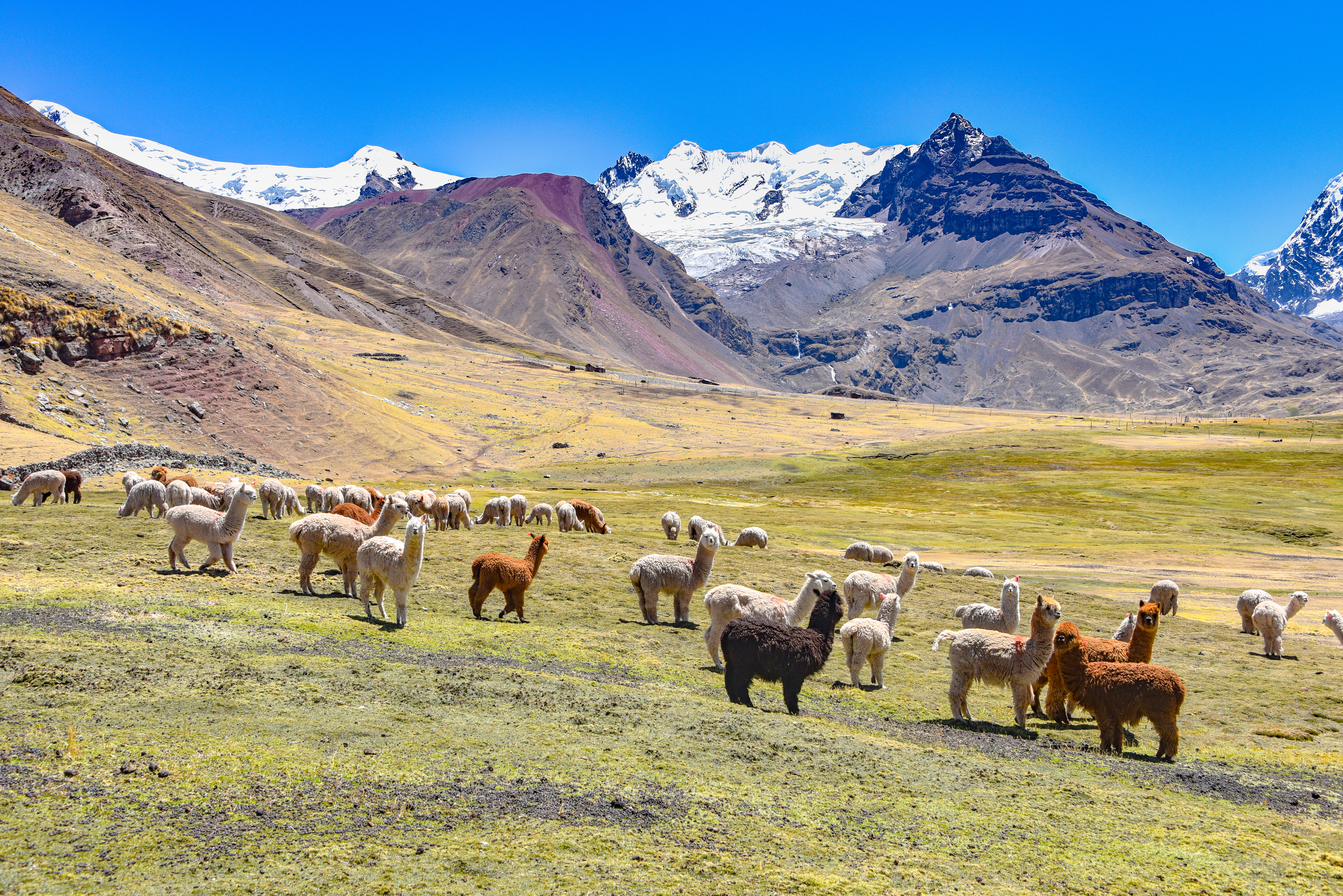 Alpacas and llamas graze in Peru's highlands