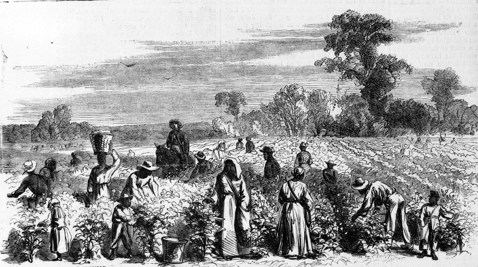 Cotton plantations