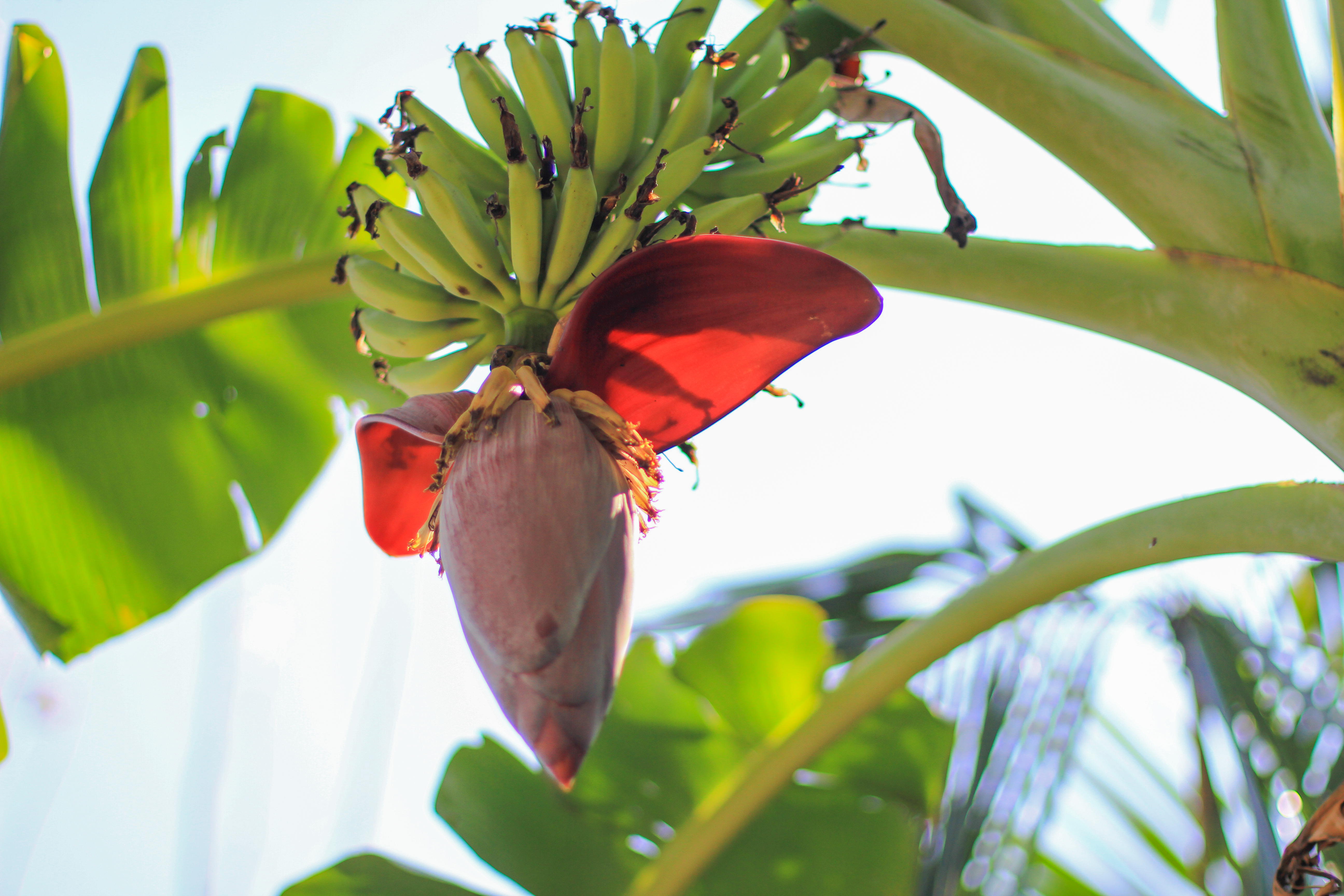 Tiny bananas grow from flowers on banana plants