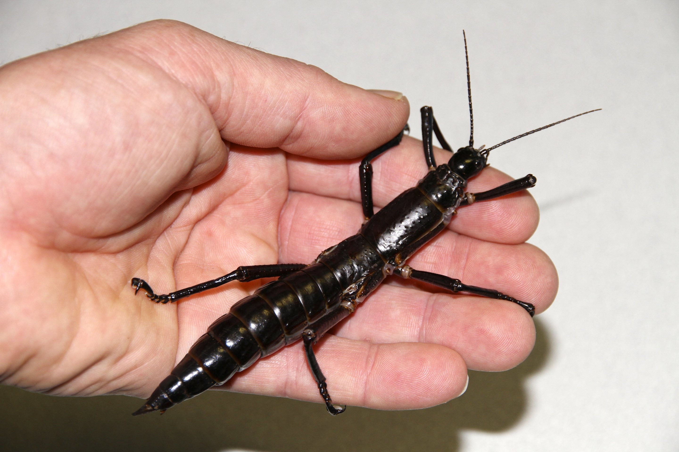 Lord Howe Island phasmid