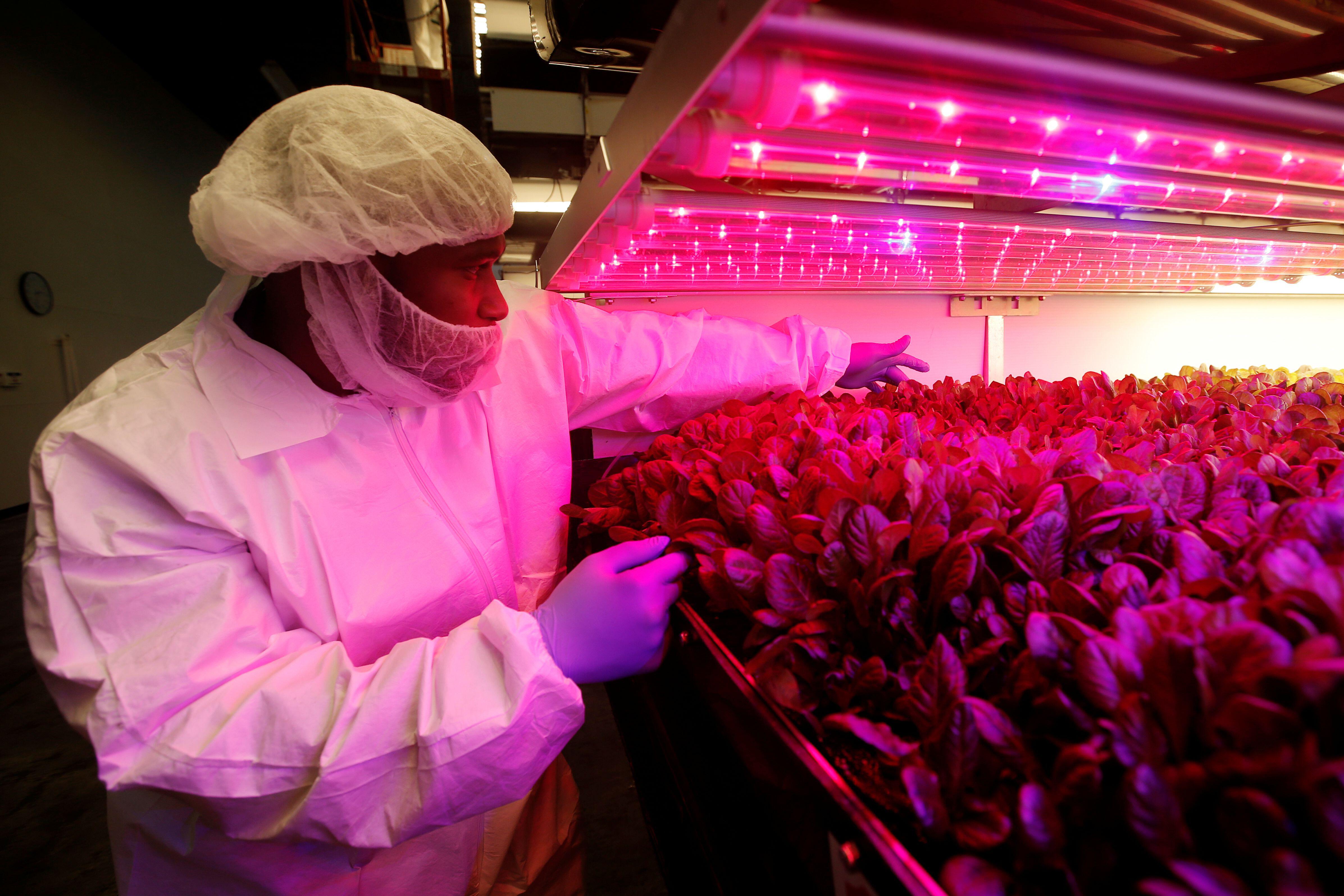 Indoor farm facility in Newark, New Jersey