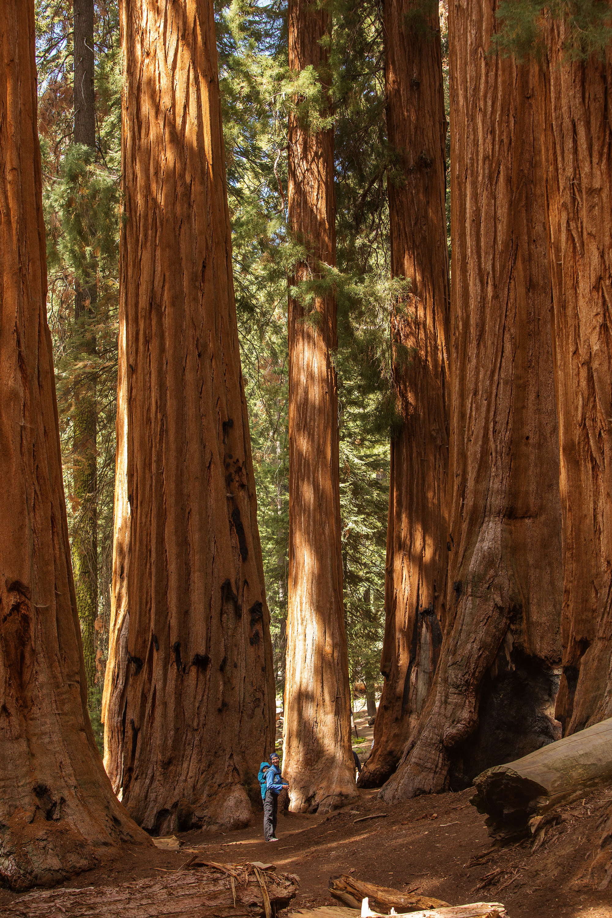 Sequoia National Park