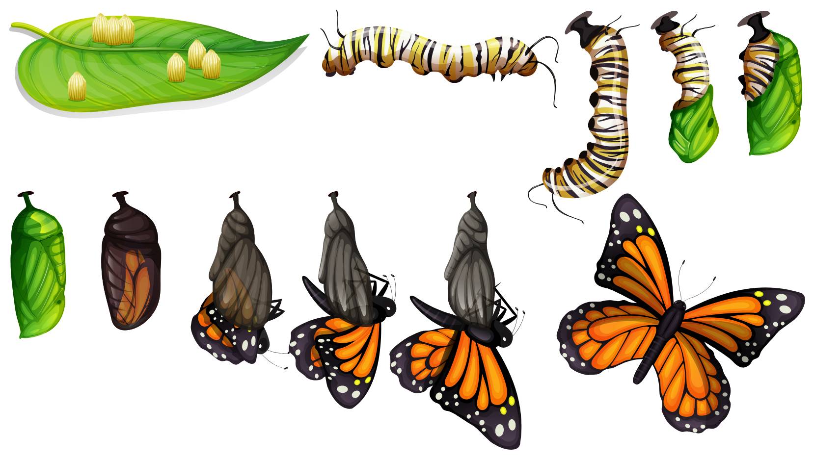 Life cycle of a butterfly