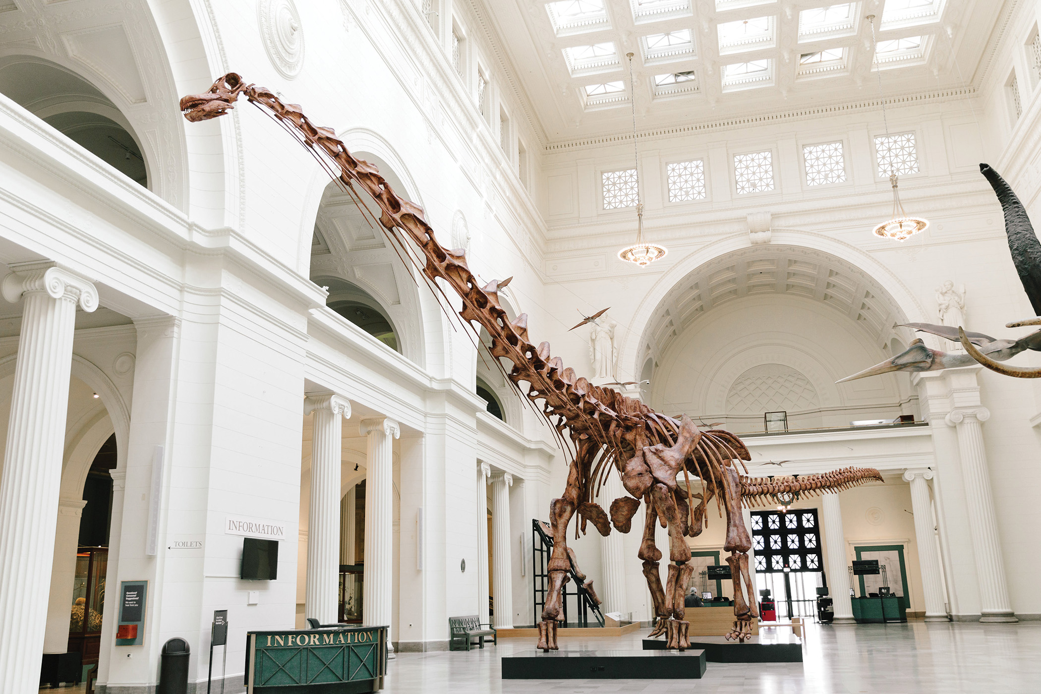 Museum reconstruction of a Patagotitan dinosaur