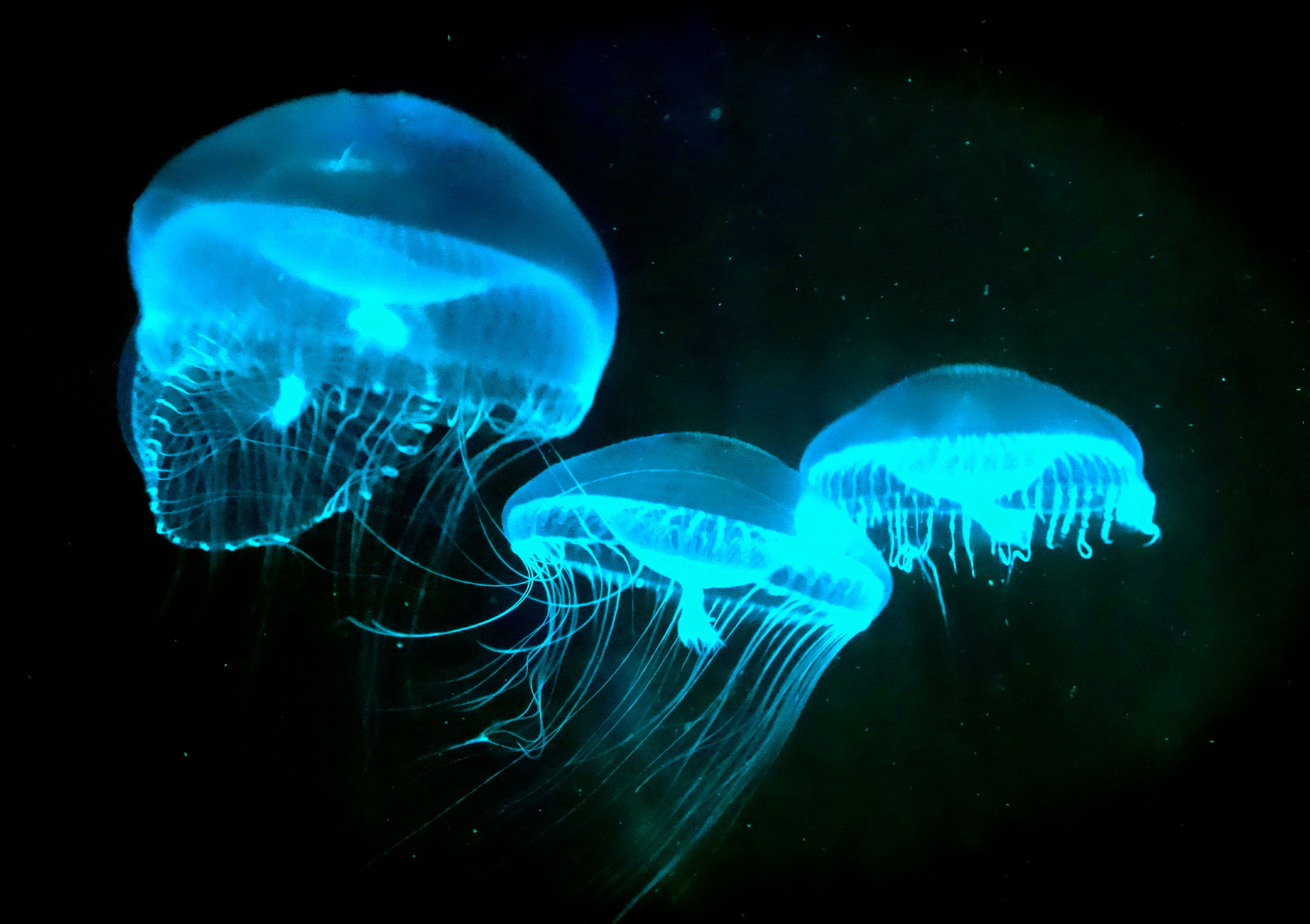 Crystal jellyfish