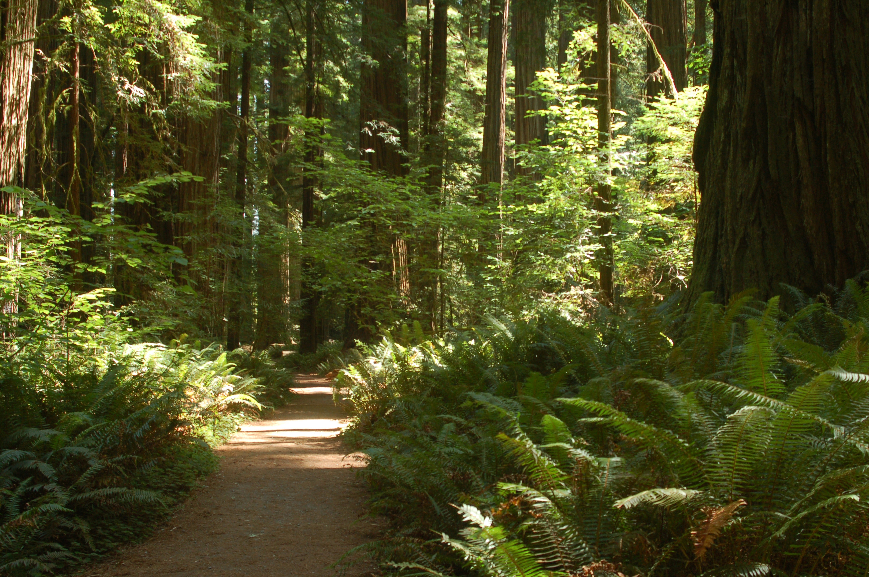 Redwood National Park