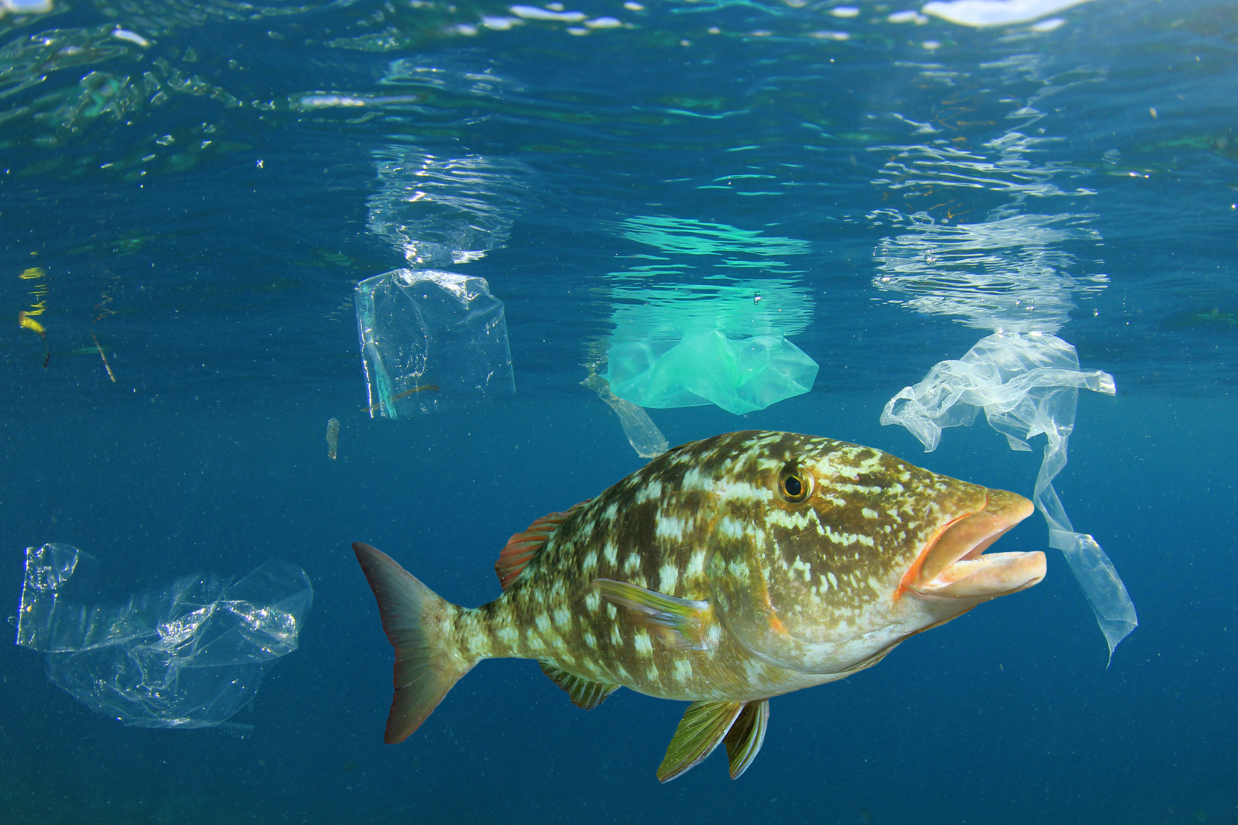 A fish swim nears discarded plastic in the ocean