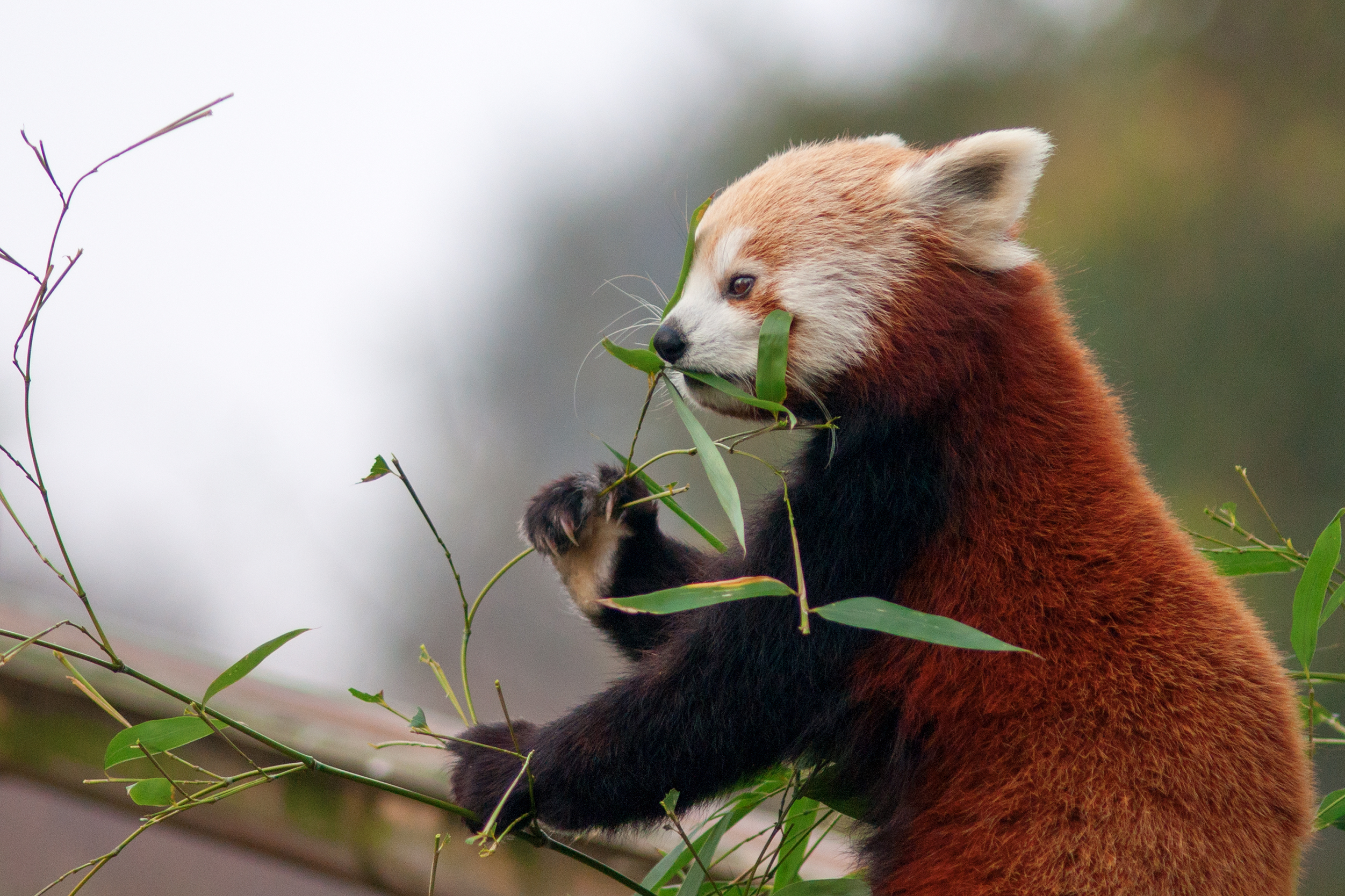 Red panda eating bamboo