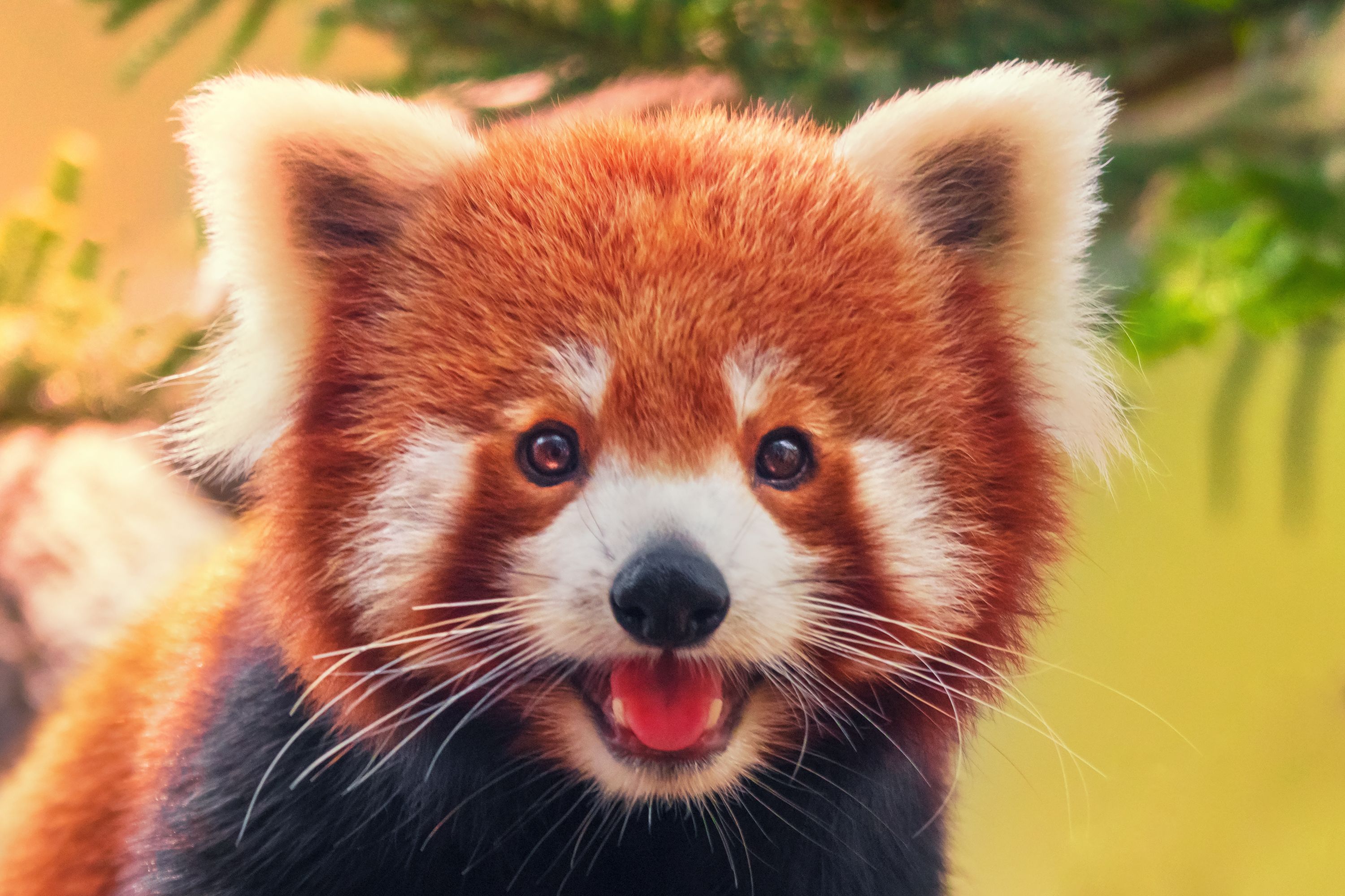 Face of a red panda