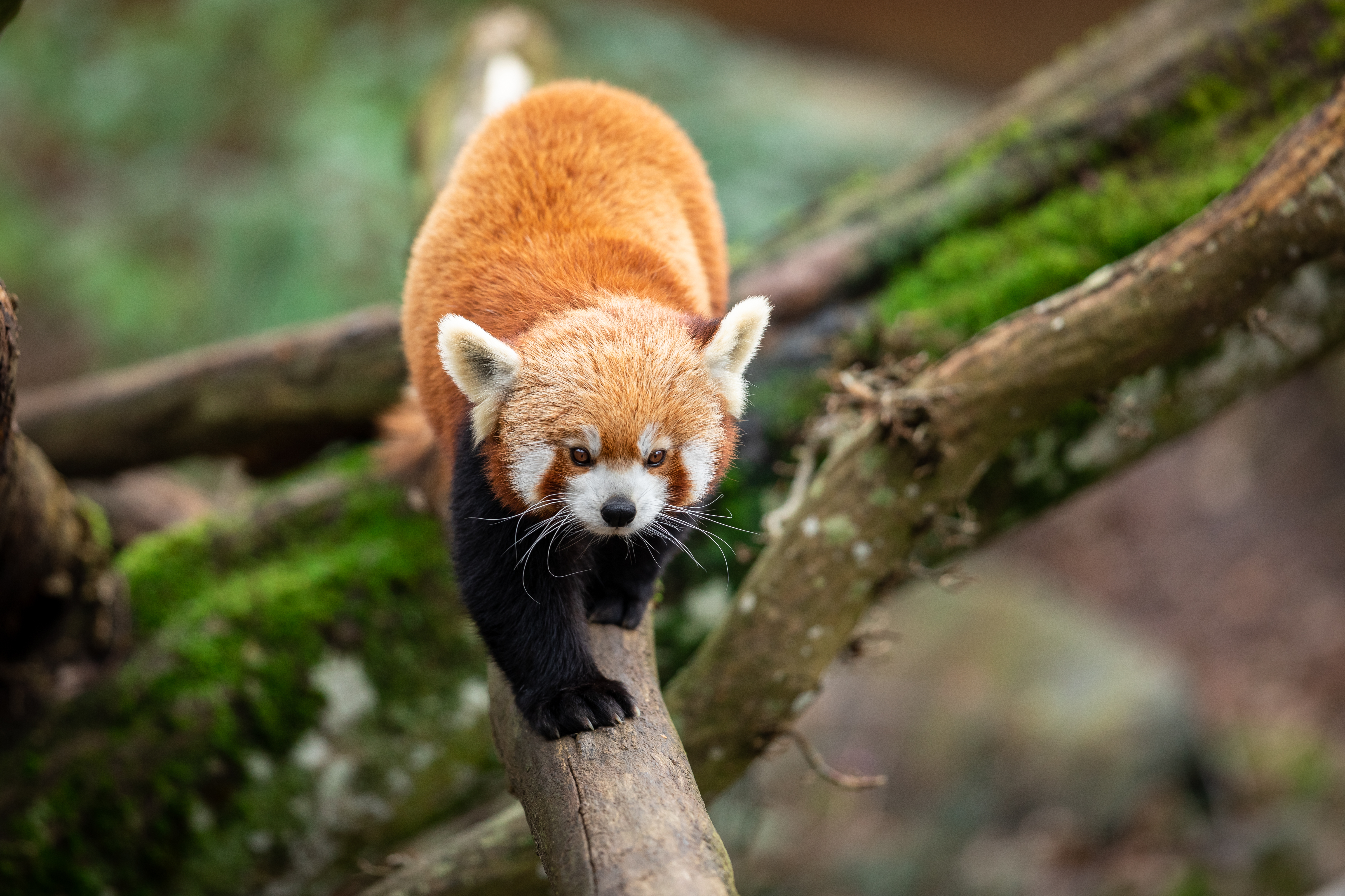 Red panda walking